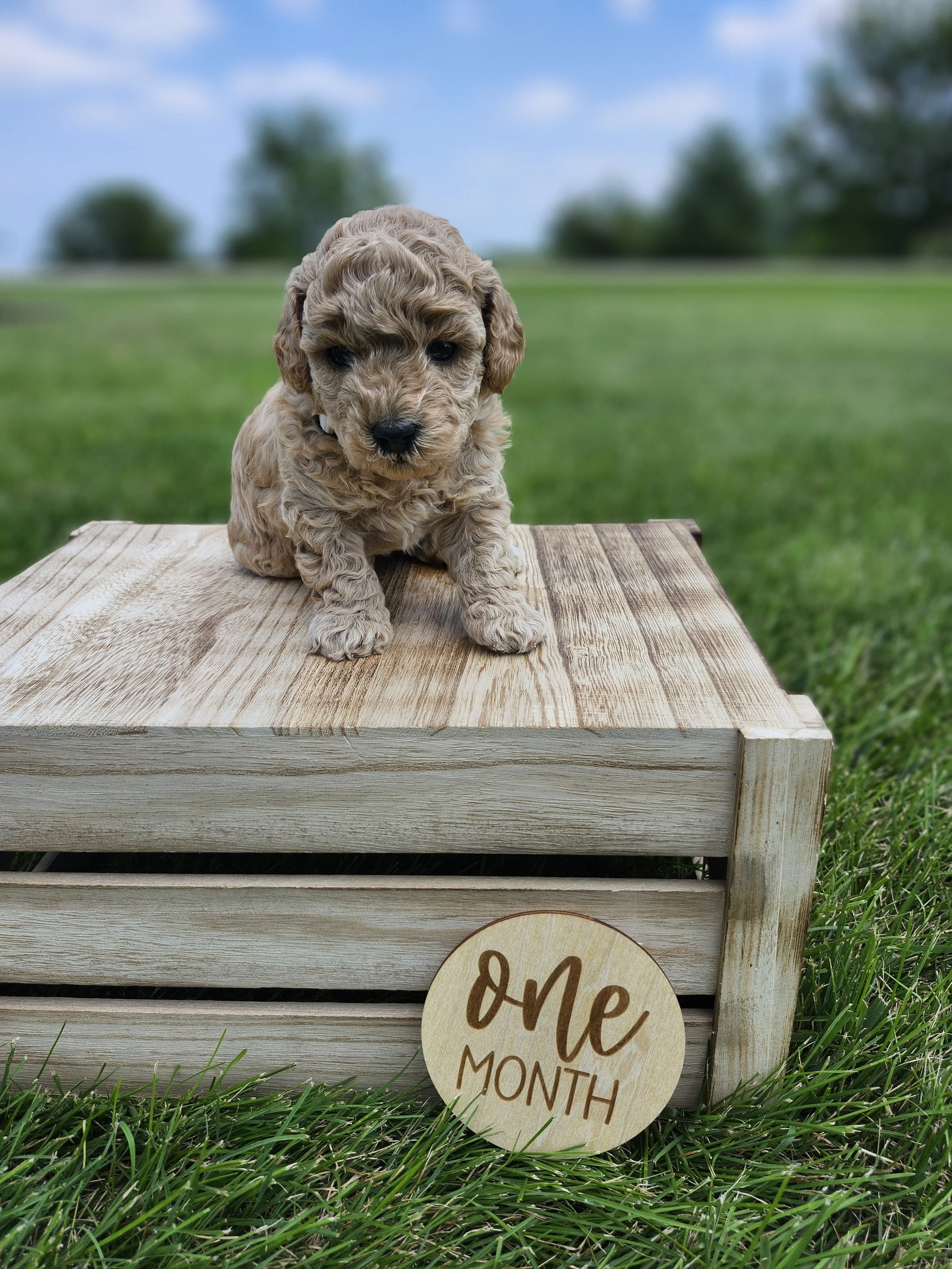 White Collar Girl ~ Huck's Adventures Belle 4 Weeks