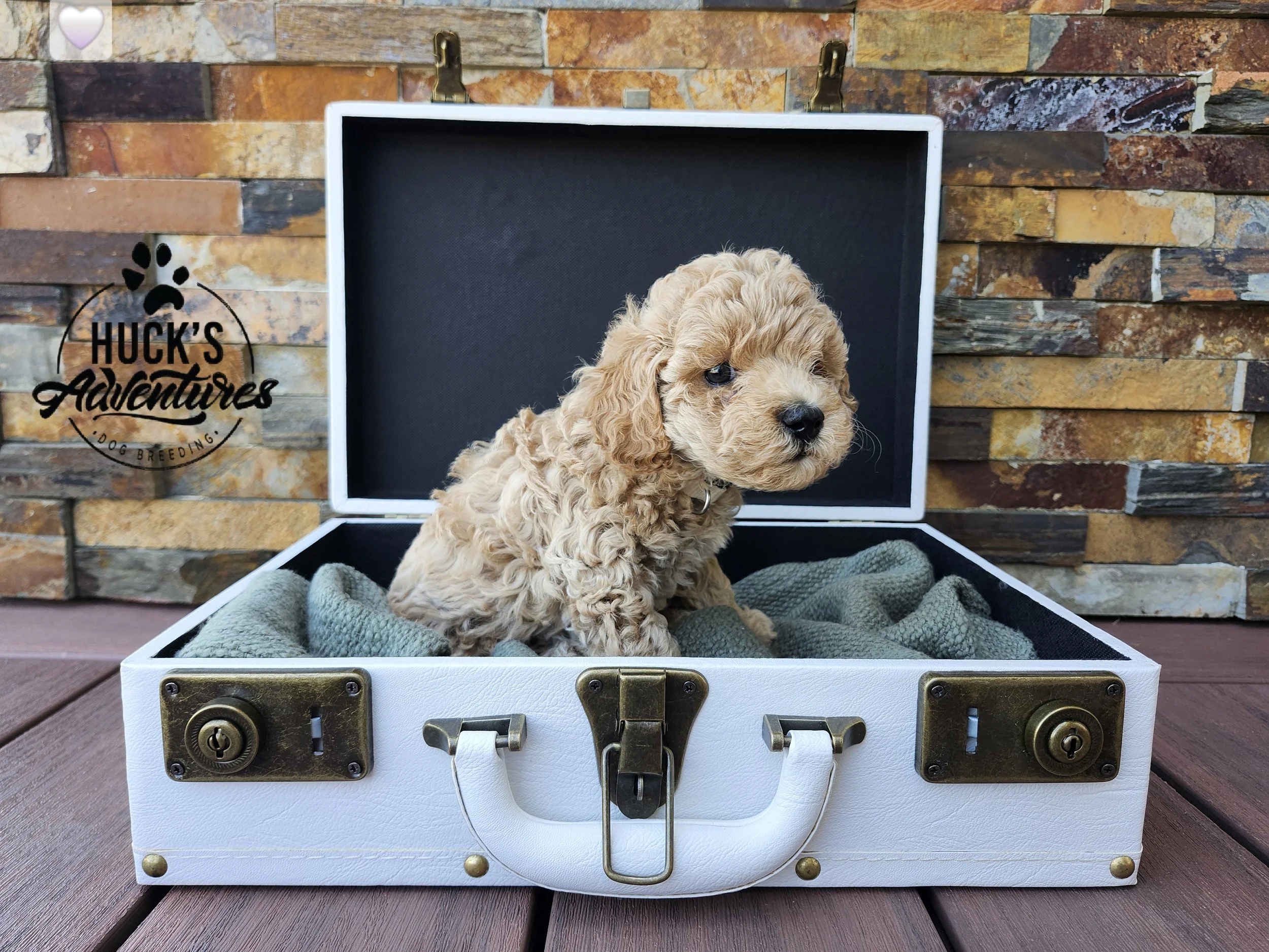 White Collar Girl ~ Huck's Adventures Belle ~ 6 Weeks