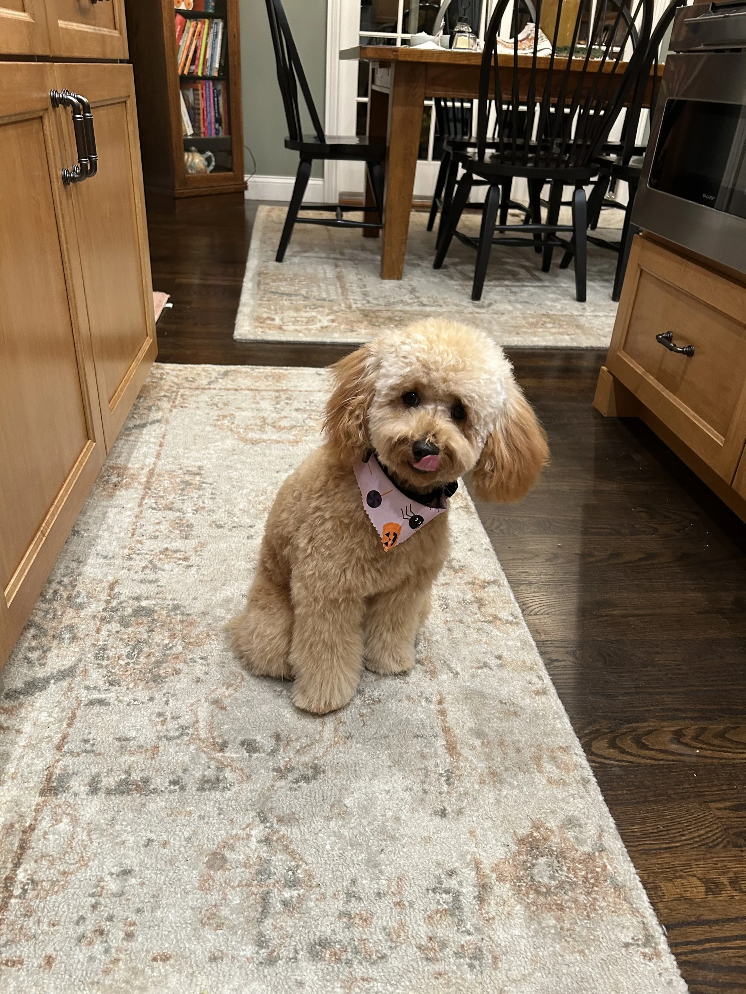 Huck's Adventures Poppy 