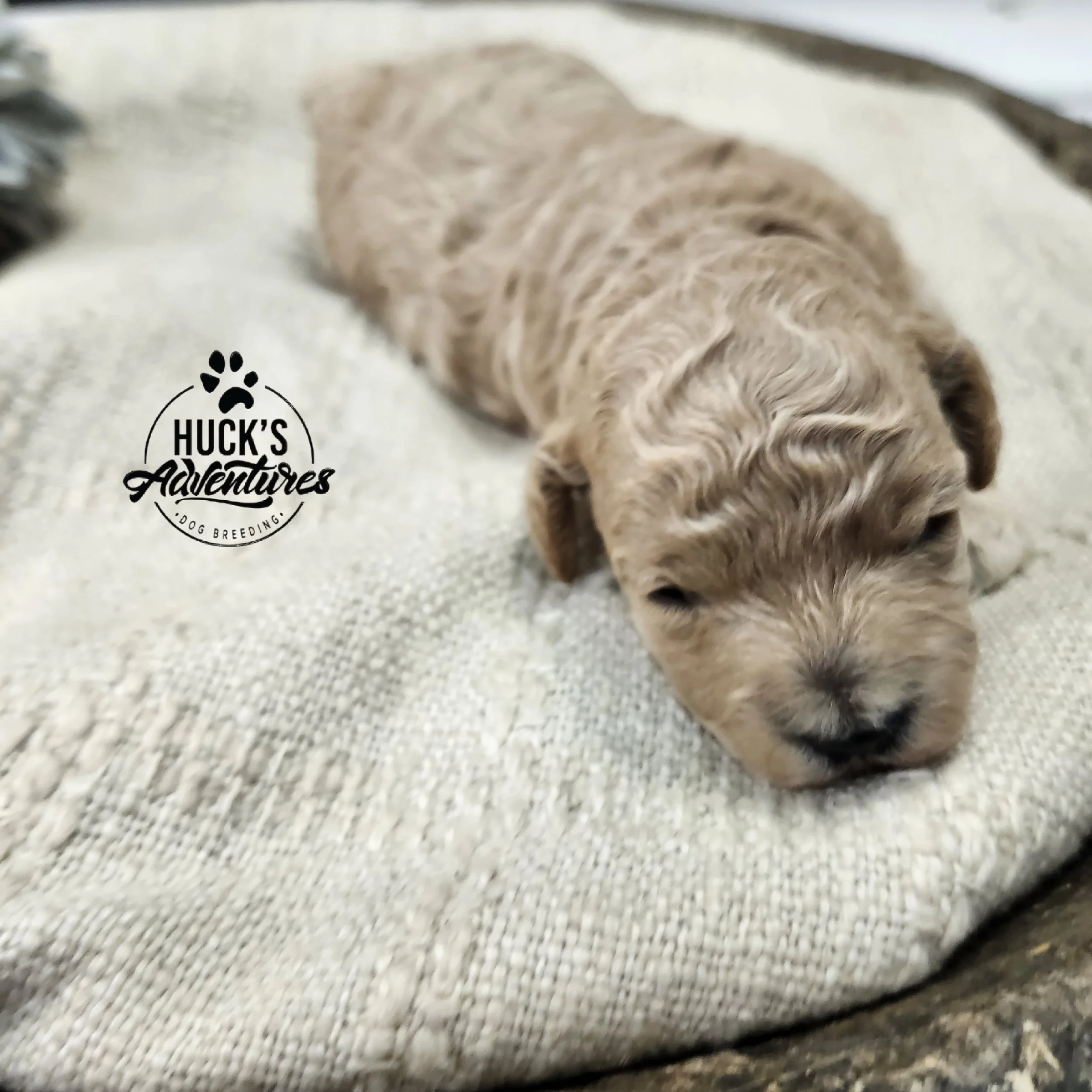 White Collar Girl ~ Huck's Adventures Belle 2 weeks old