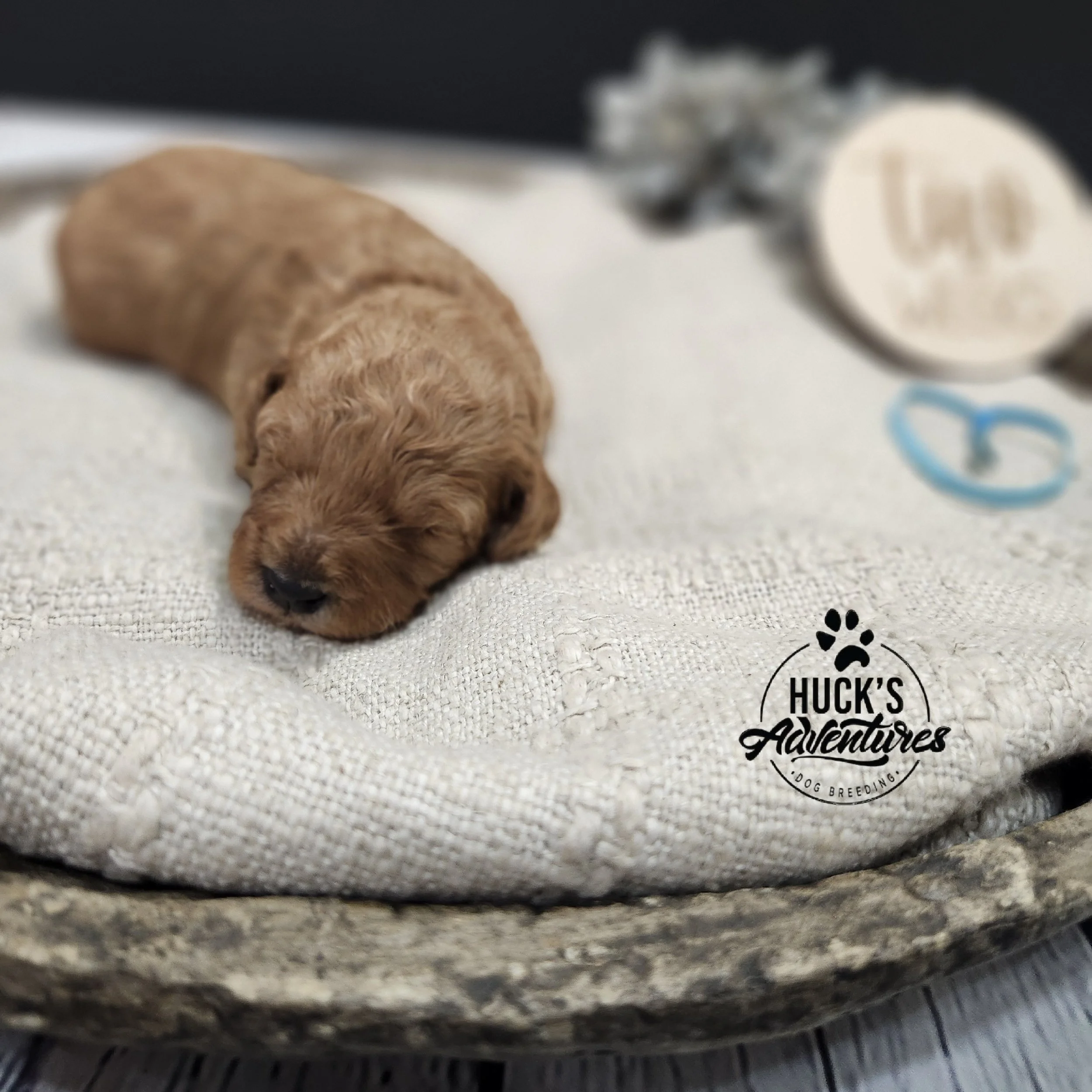 Blue Collar Boy ~ Huck's Adventures Lincoln 2 weeks