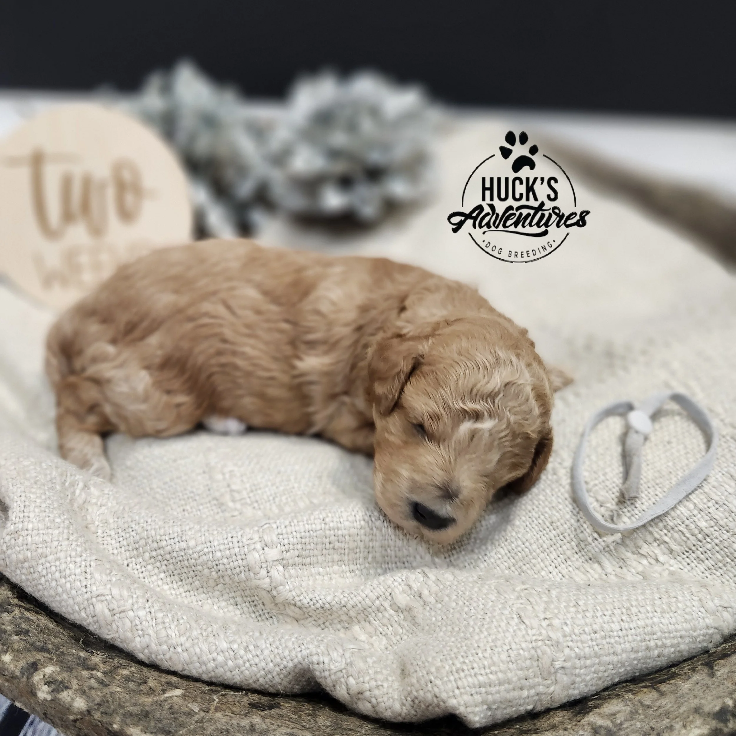 Gray Collar Boy ~ Huck's Adventures Justice 2 weeks