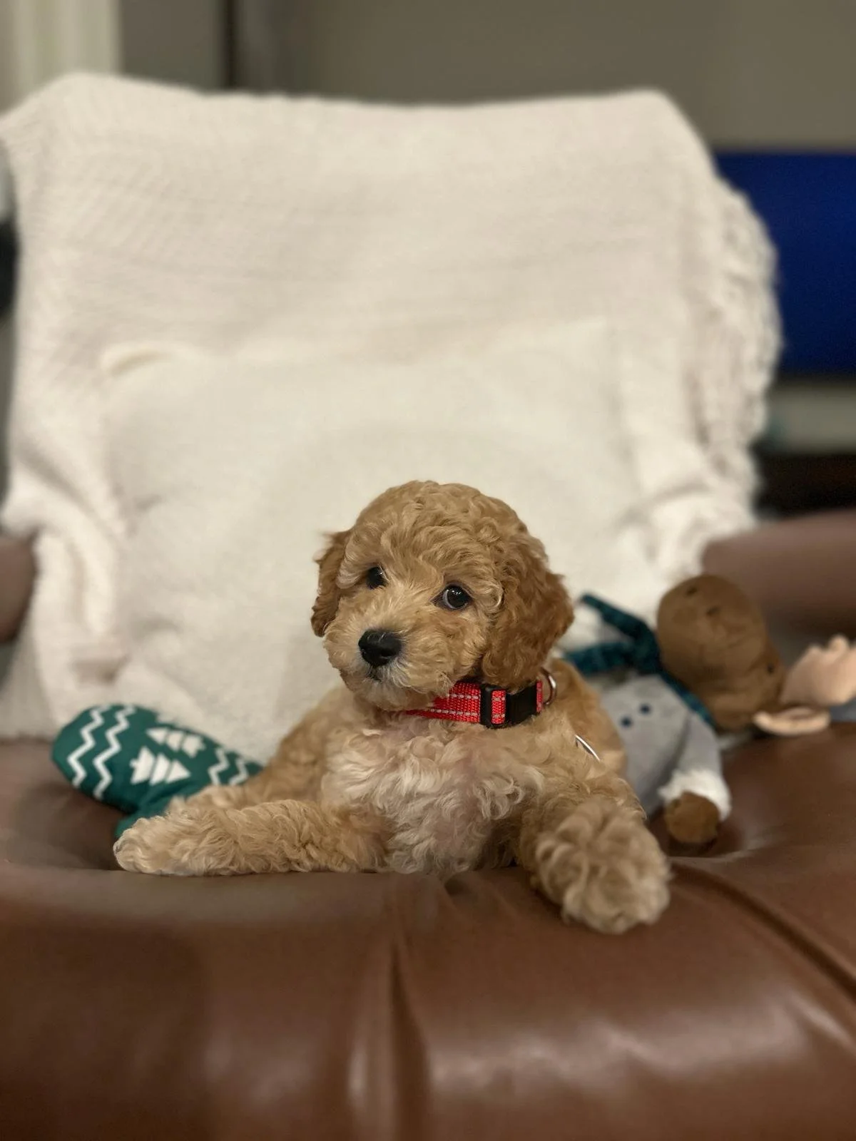 This is Red Collar (Huck's Adventures Abe) from The Patriot Litter. His new name is Huck's Adventures Biscuit. We could have not asked for a better family for him