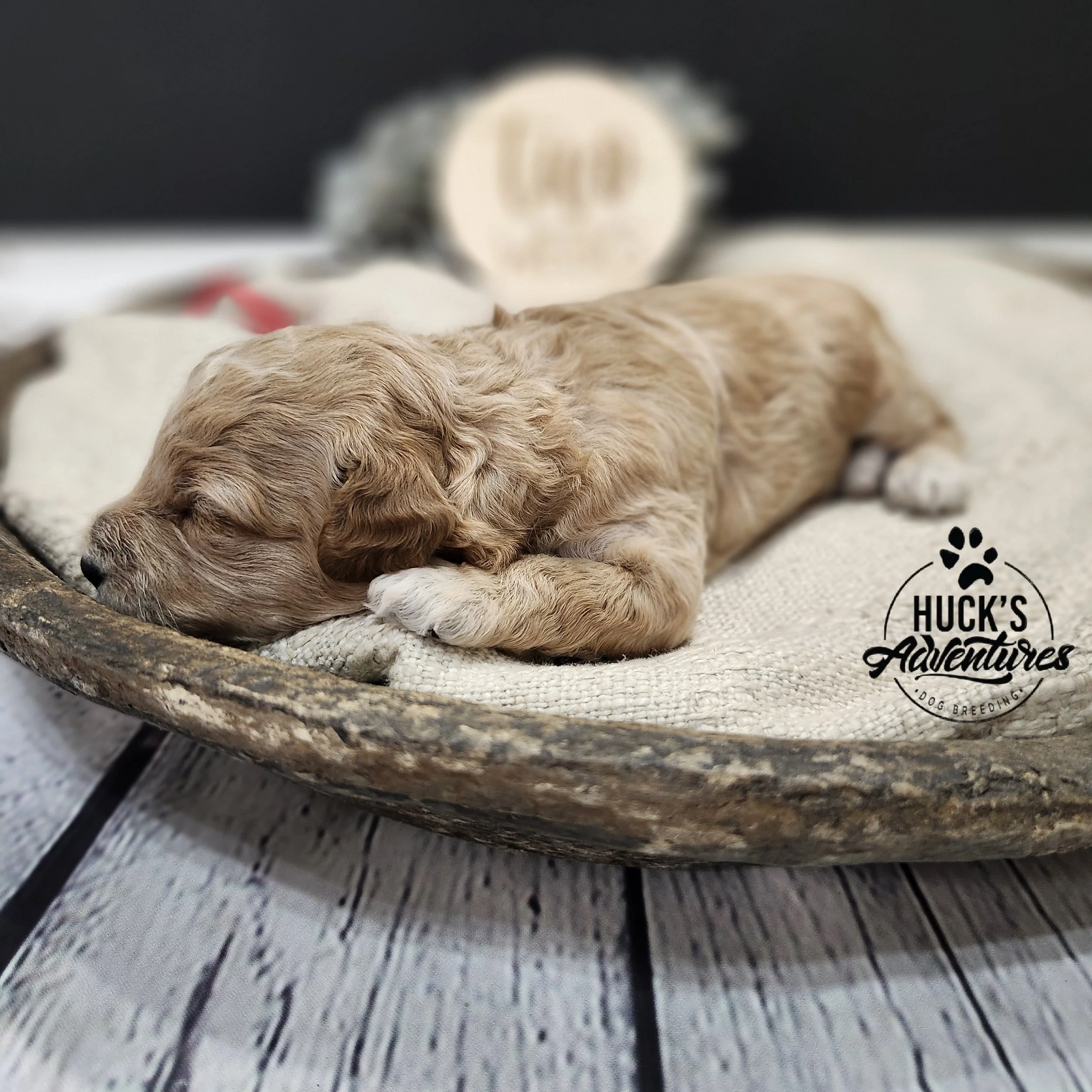 RESERVED ~Red Collar Boy~ Huck's Adventures Abe 2 weeks
