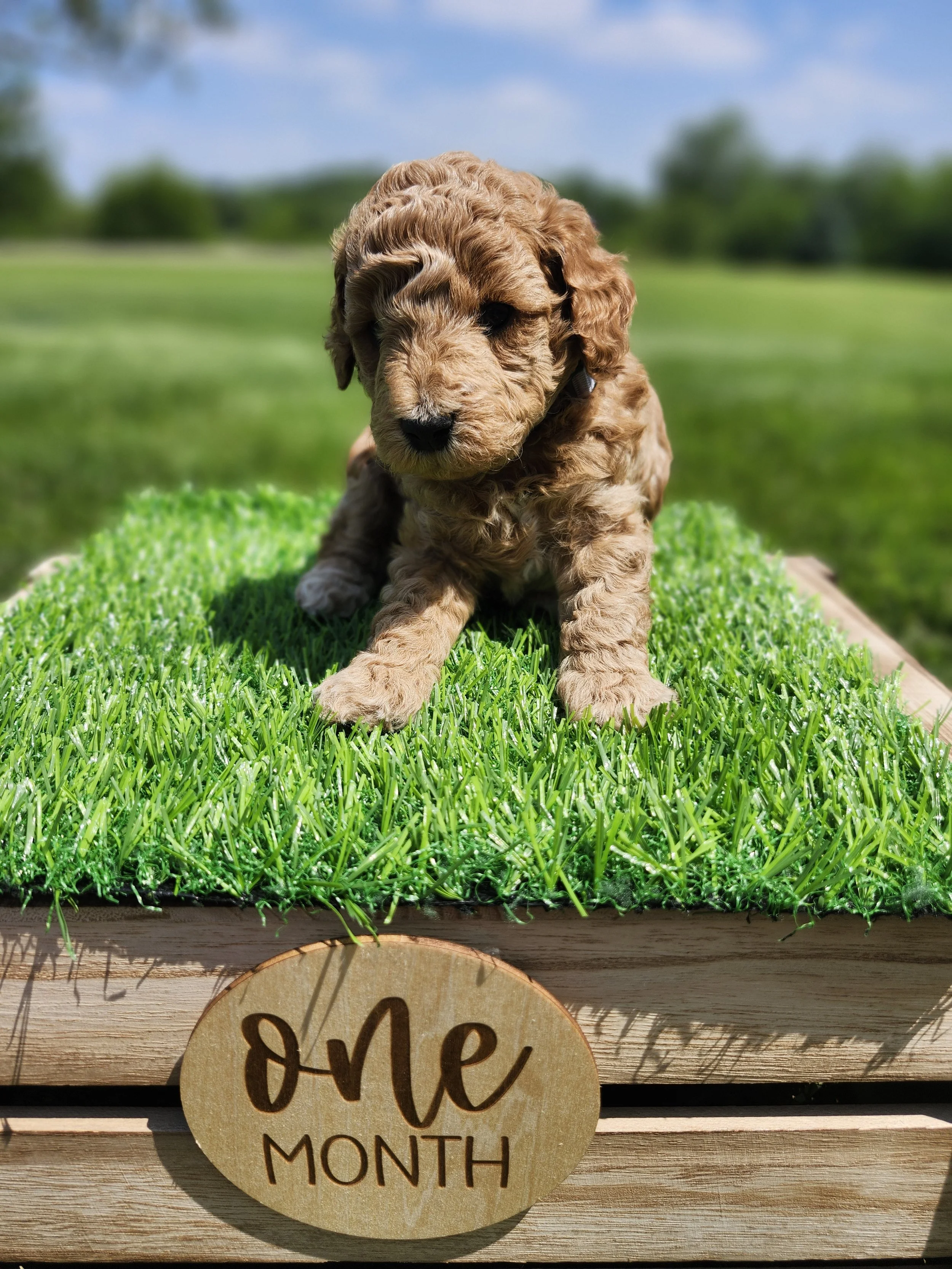 Gray Collar Boy ~ Huck's Adventures Justice 4 weeks