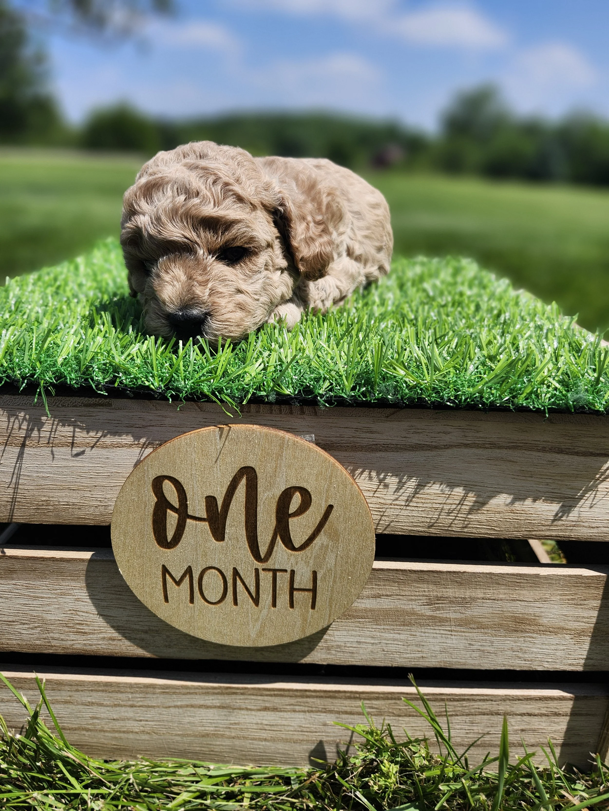 White Collar Girl ~ Huck's Adventures Belle 4 Weeks