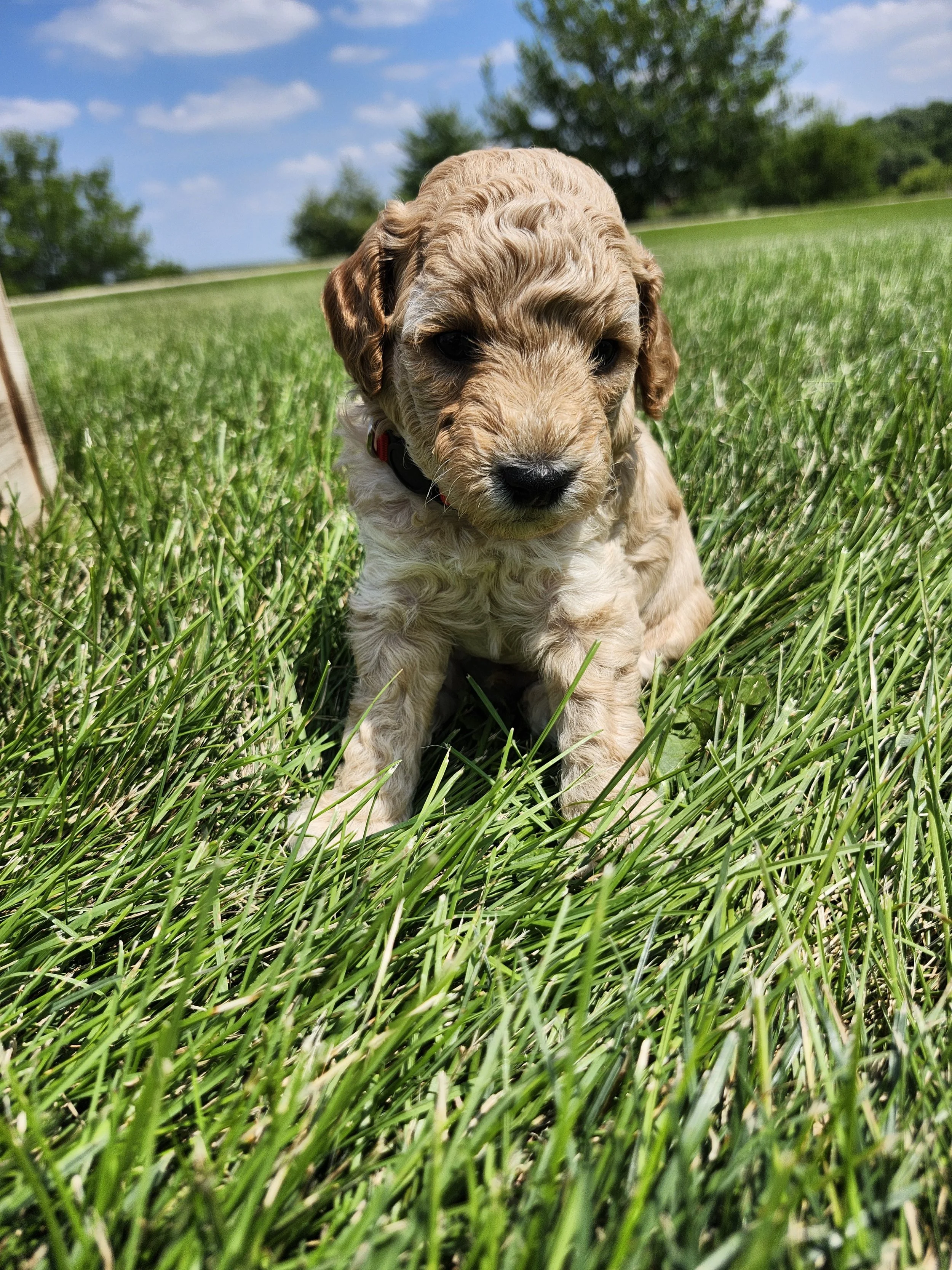 RESERVED ~Red Collar Boy~ Huck's Adventures Abe