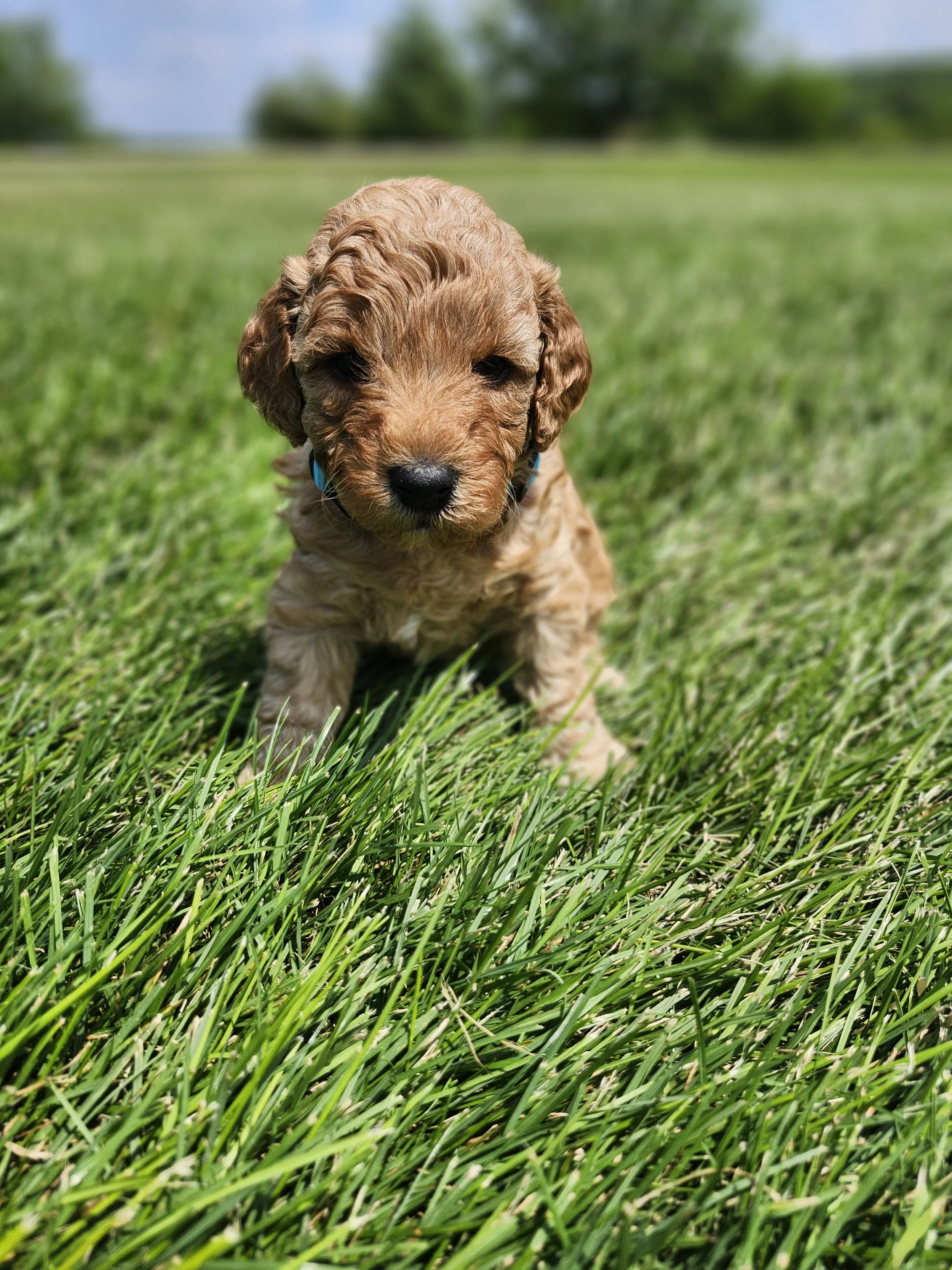 Blue Collar Boy ~ Huck's Adventures Lincoln 4 weeks