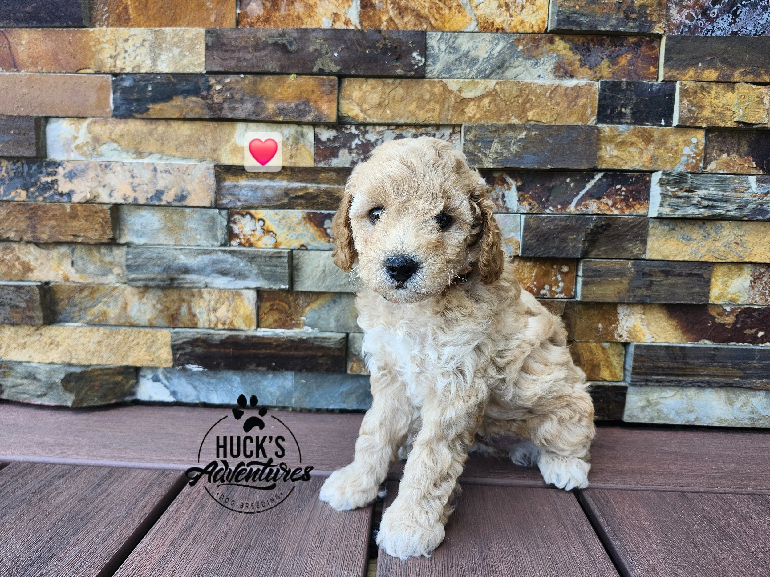 RESERVED ~Red Collar Boy~ Huck's Adventures Abe ~ 6 weeks