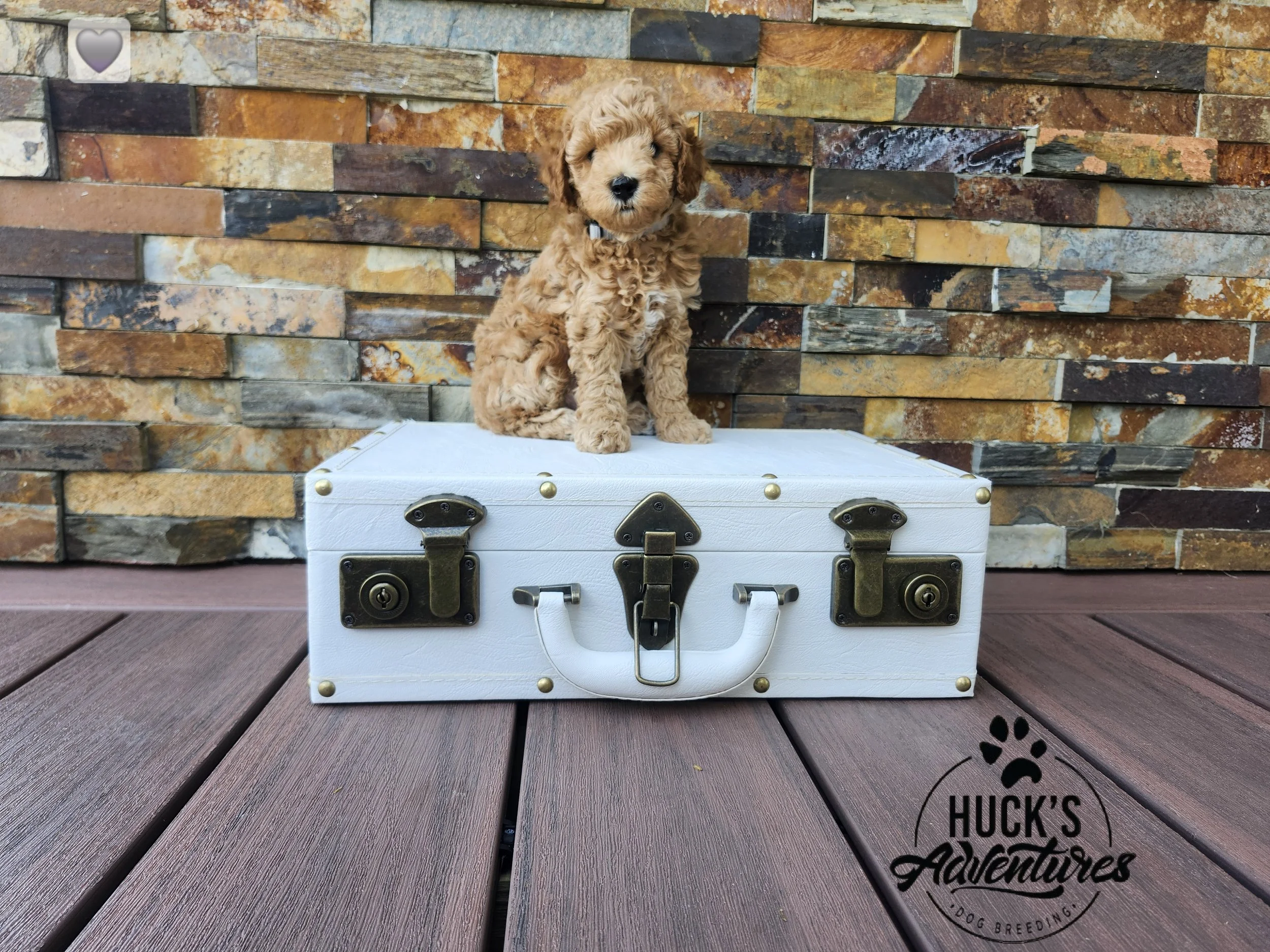 Gray Collar Boy ~ Huck's Adventures Justice 6 weeks