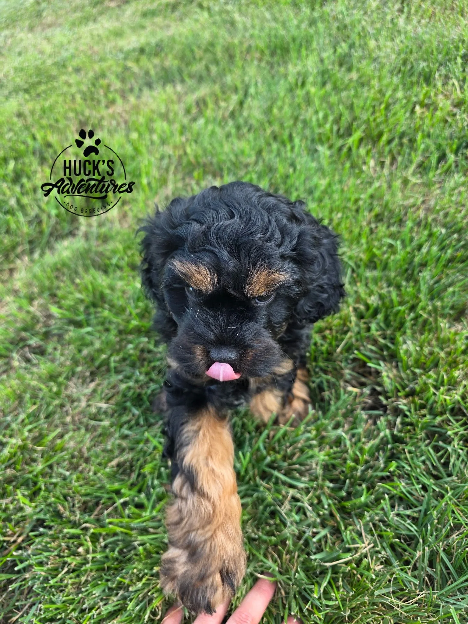 Phantom 7 Weeks