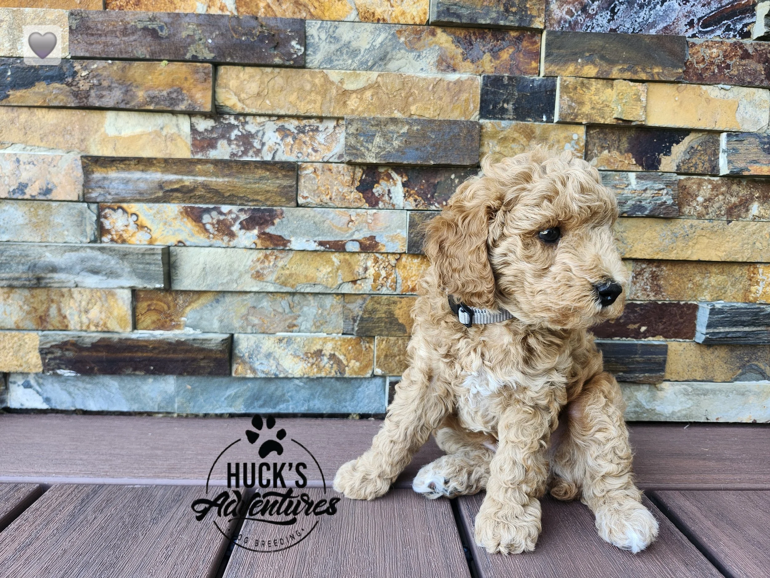 Gray Collar Boy ~ Huck's Adventures Justice 6 weeks