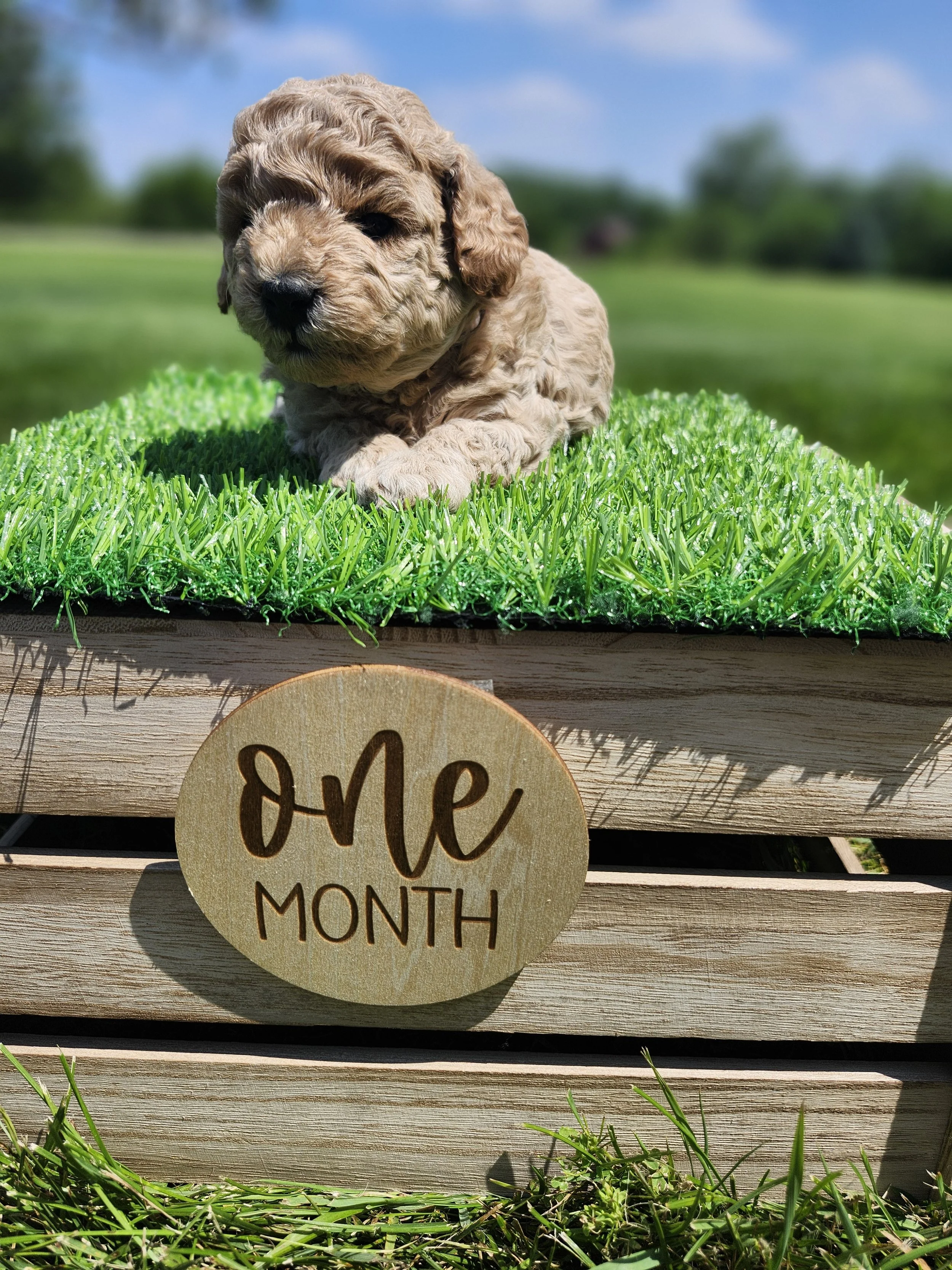 White Collar Girl ~ Huck's Adventures Belle 4 Weeks