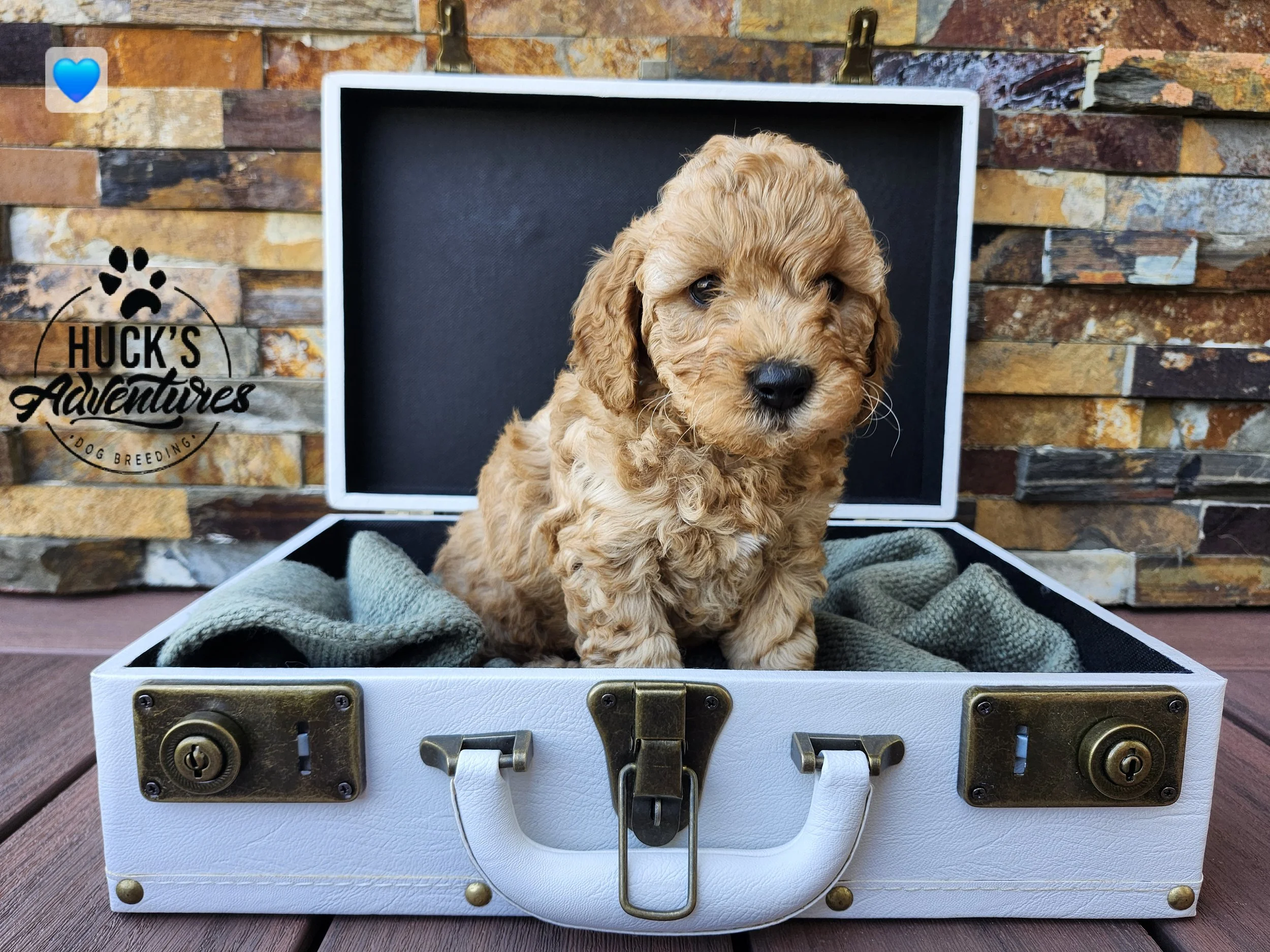 Blue Collar Boy ~ Huck's Adventures Lincoln 6 weeks