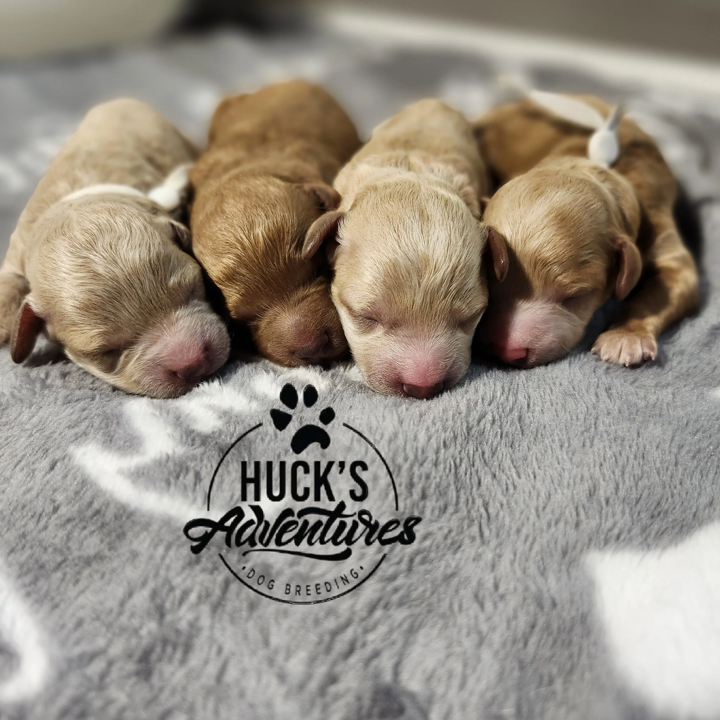 Gray Collar Boy is 4th from left