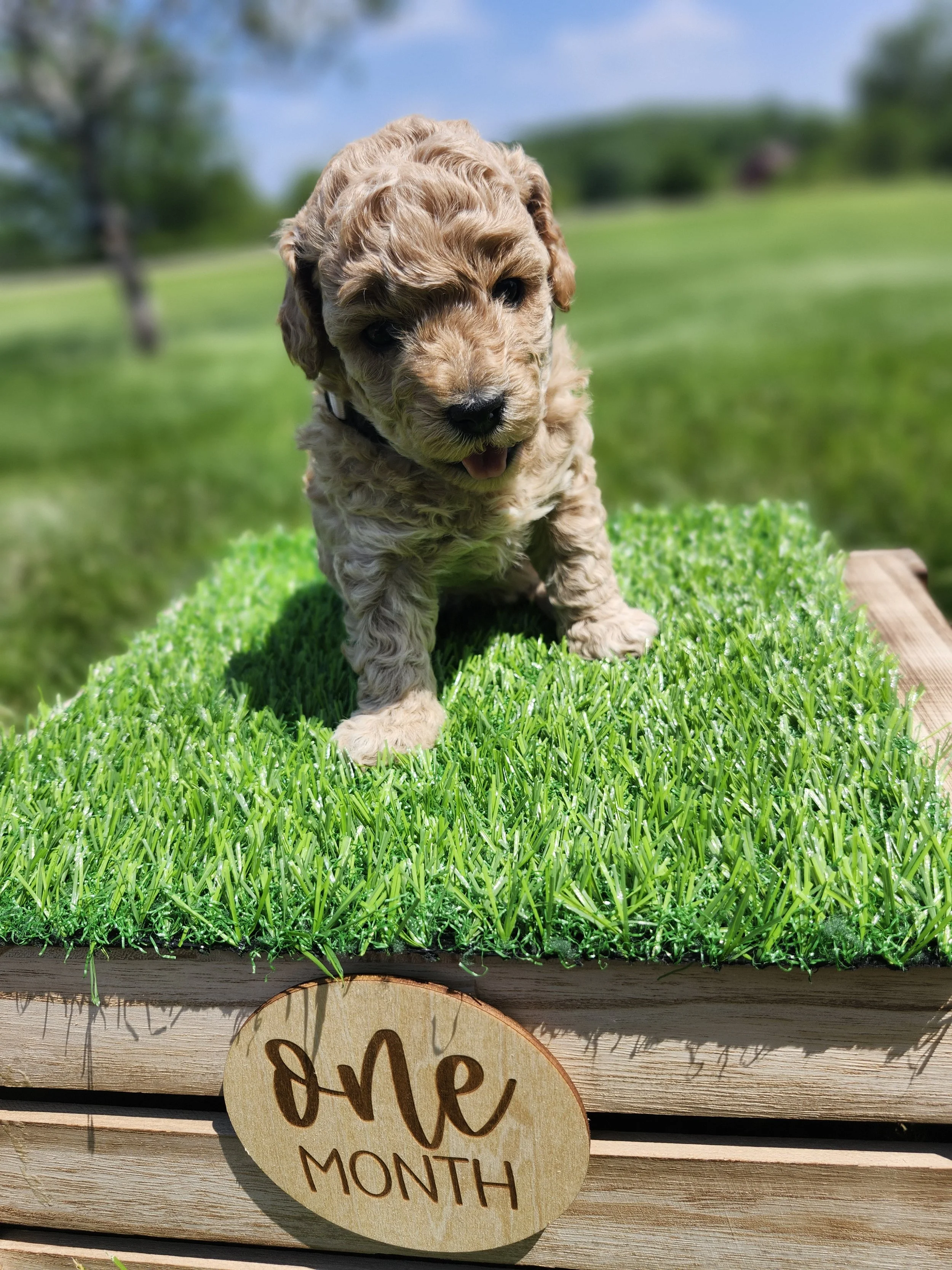 White Collar Girl ~ Huck's Adventures Belle 4 Weeks