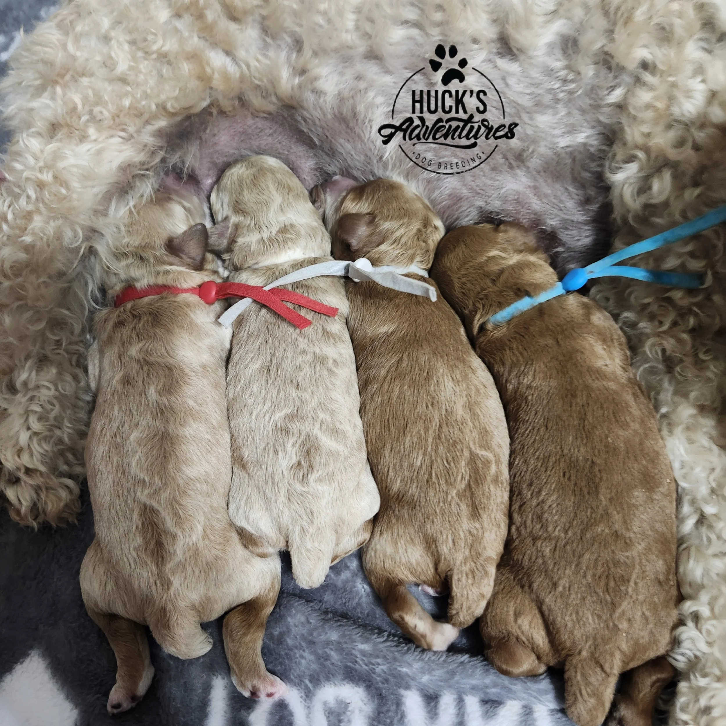 Gray Collar Boy is 3rd from left