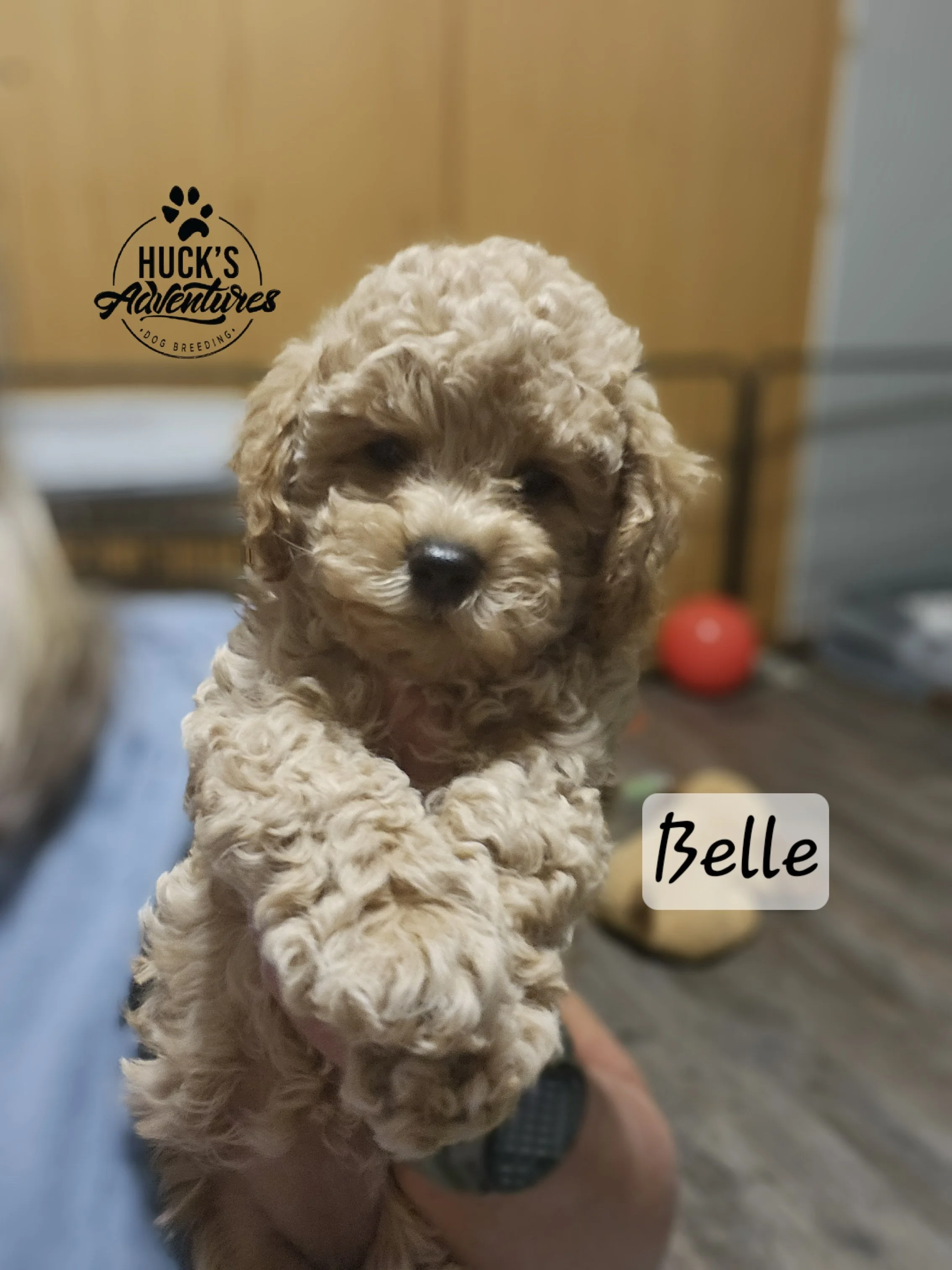 SOLD Belle~ White Collar Girl ~ Huck's Adventures Belle ~ Belle is Health Tested via Embark and is CLEAR for the following miniature poodle breed-relevant genetics : CDDY/IVDD & CDPA, PRA, DM, vWD1, NEwS, OCD, GM2
