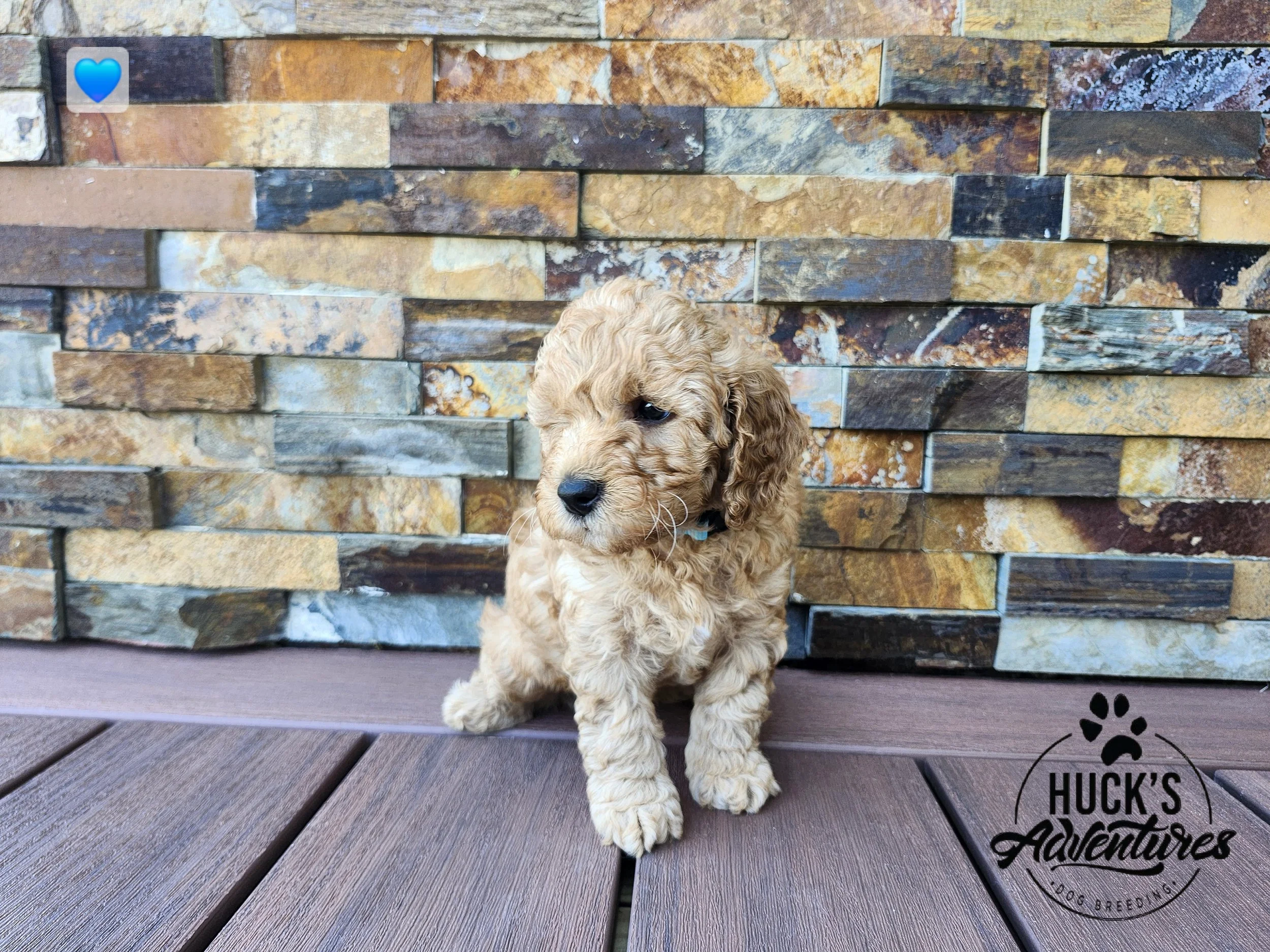 Blue Collar Boy ~ Huck's Adventures Lincoln 6 weeks