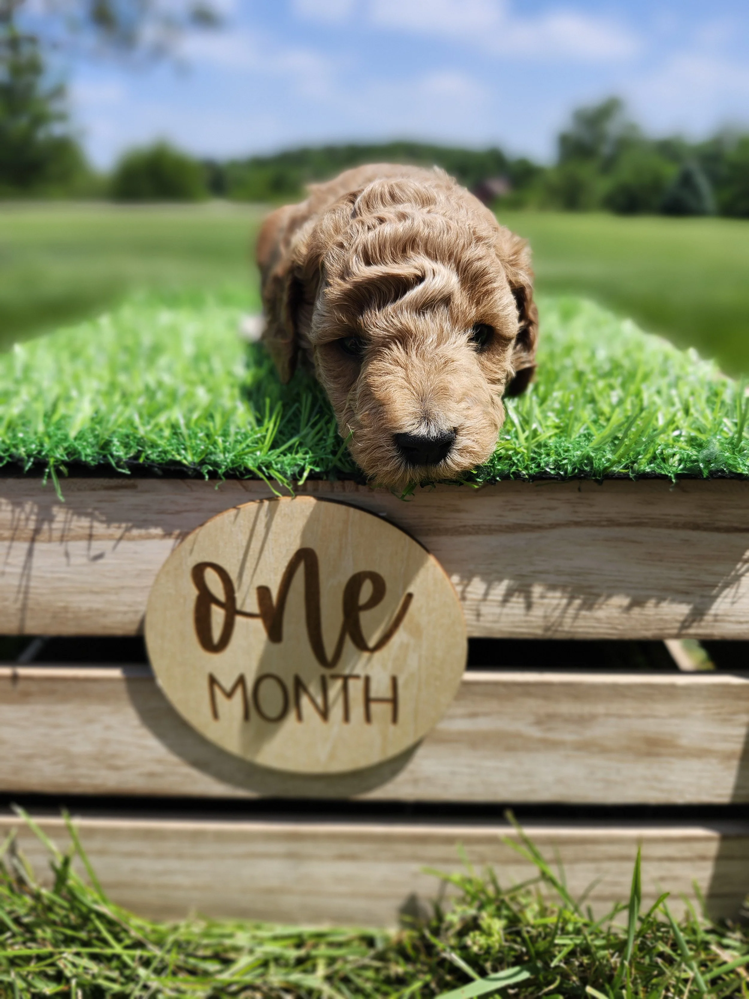 Gray Collar Boy ~ Huck's Adventures Justice 4 weeks