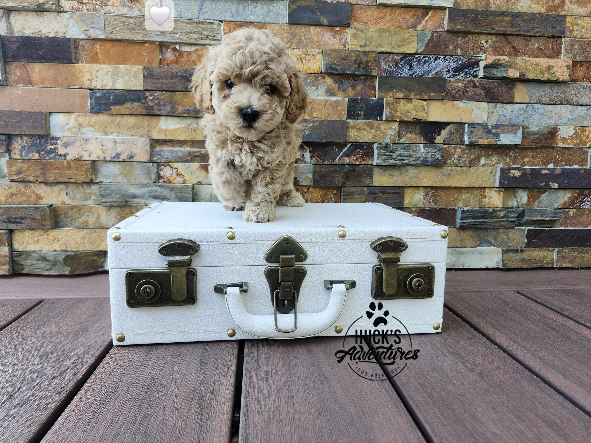 White Collar Girl ~ Huck's Adventures Belle ~ 6 Weeks