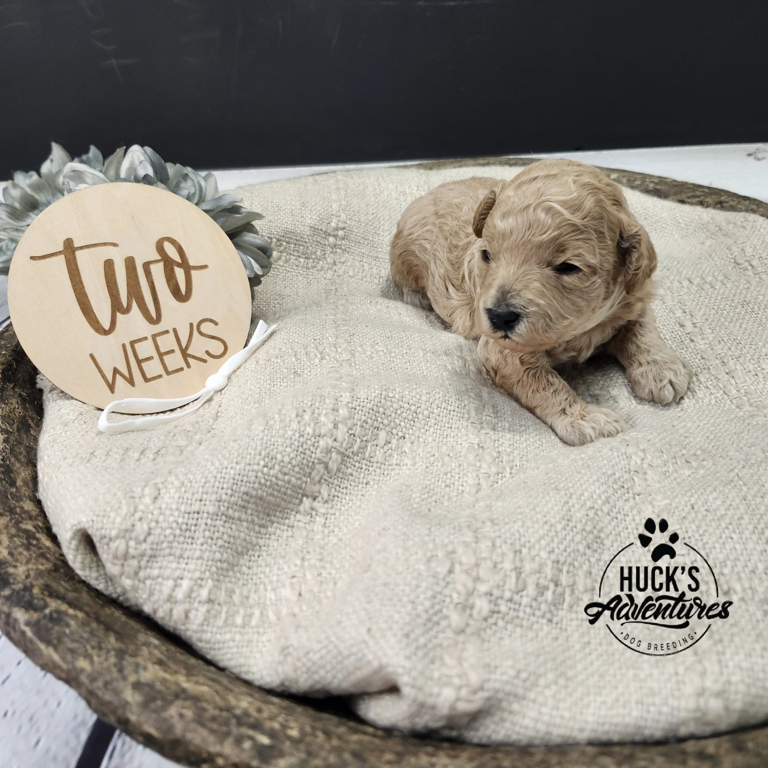 White Collar Girl ~ Huck's Adventures Belle 2 weeks old