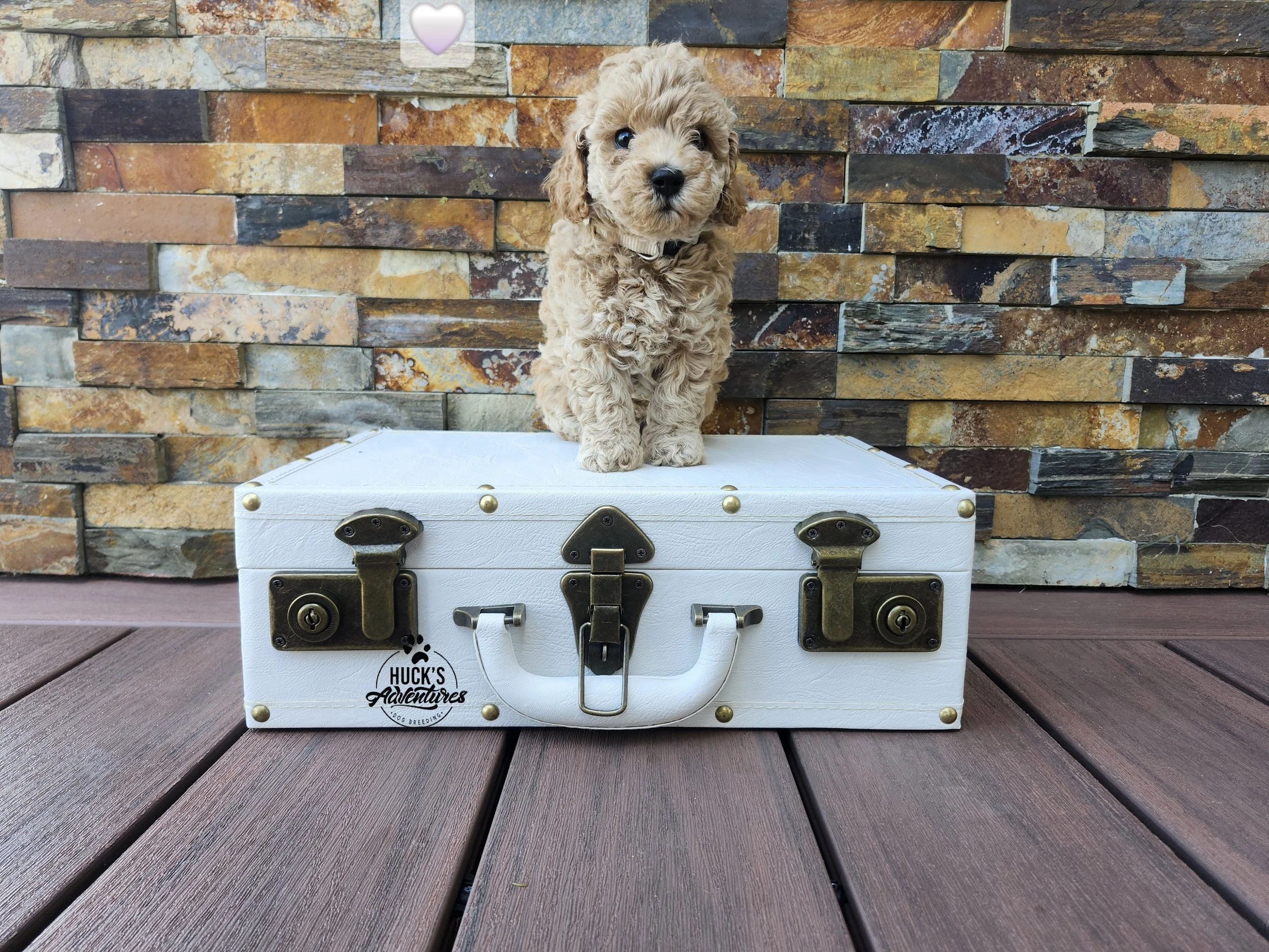 White Collar Girl ~ Huck's Adventures Belle ~ 6 Weeks