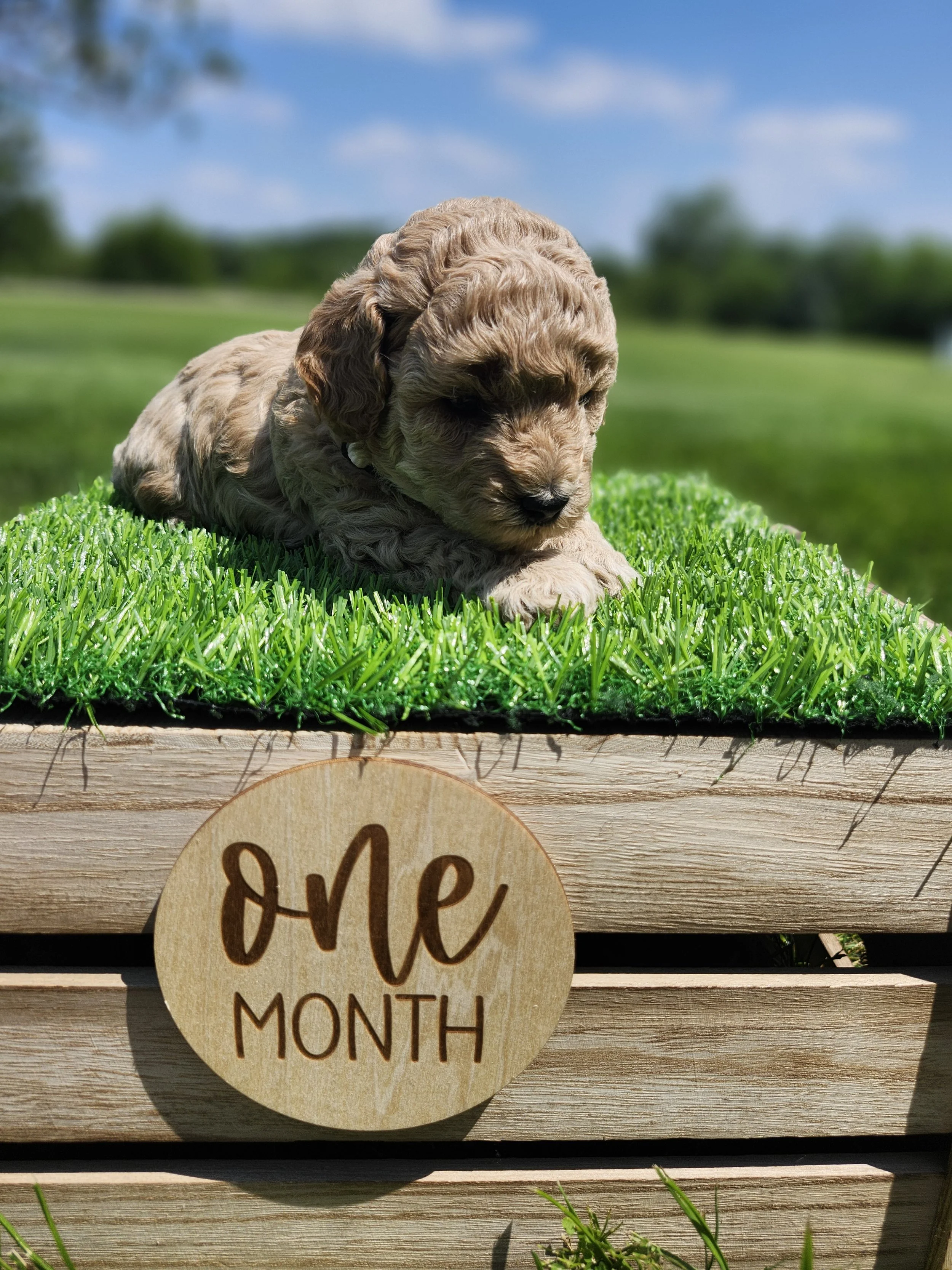 White Collar Girl ~ Huck's Adventures Belle 4 Weeks