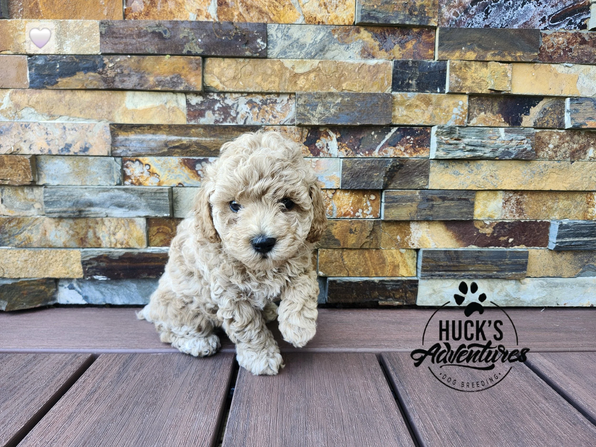 White Collar Girl ~ Huck's Adventures Belle ~ 6 Weeks
