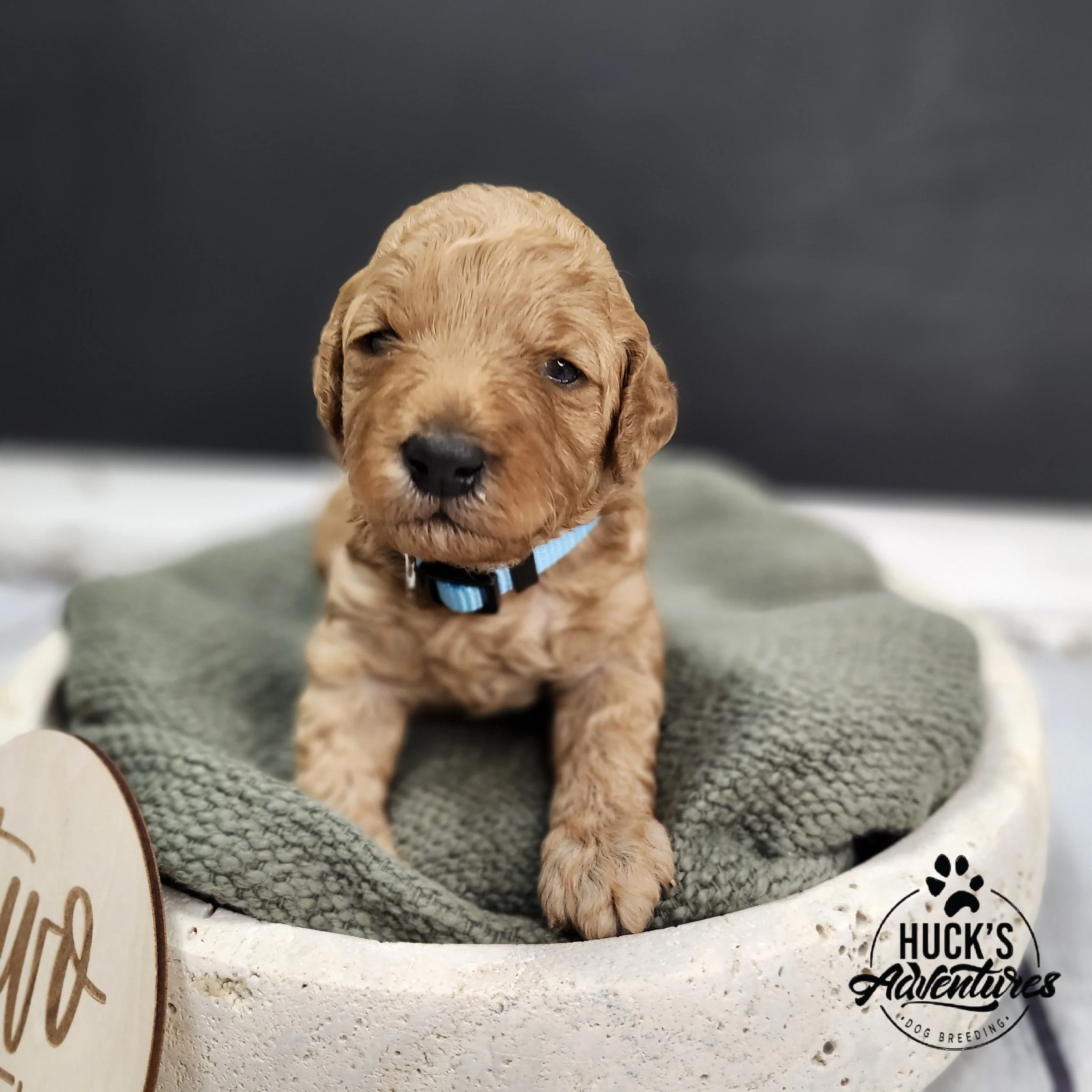 Blue Collar Boy ~ Huck's Adventures Lincoln 2 weeks
