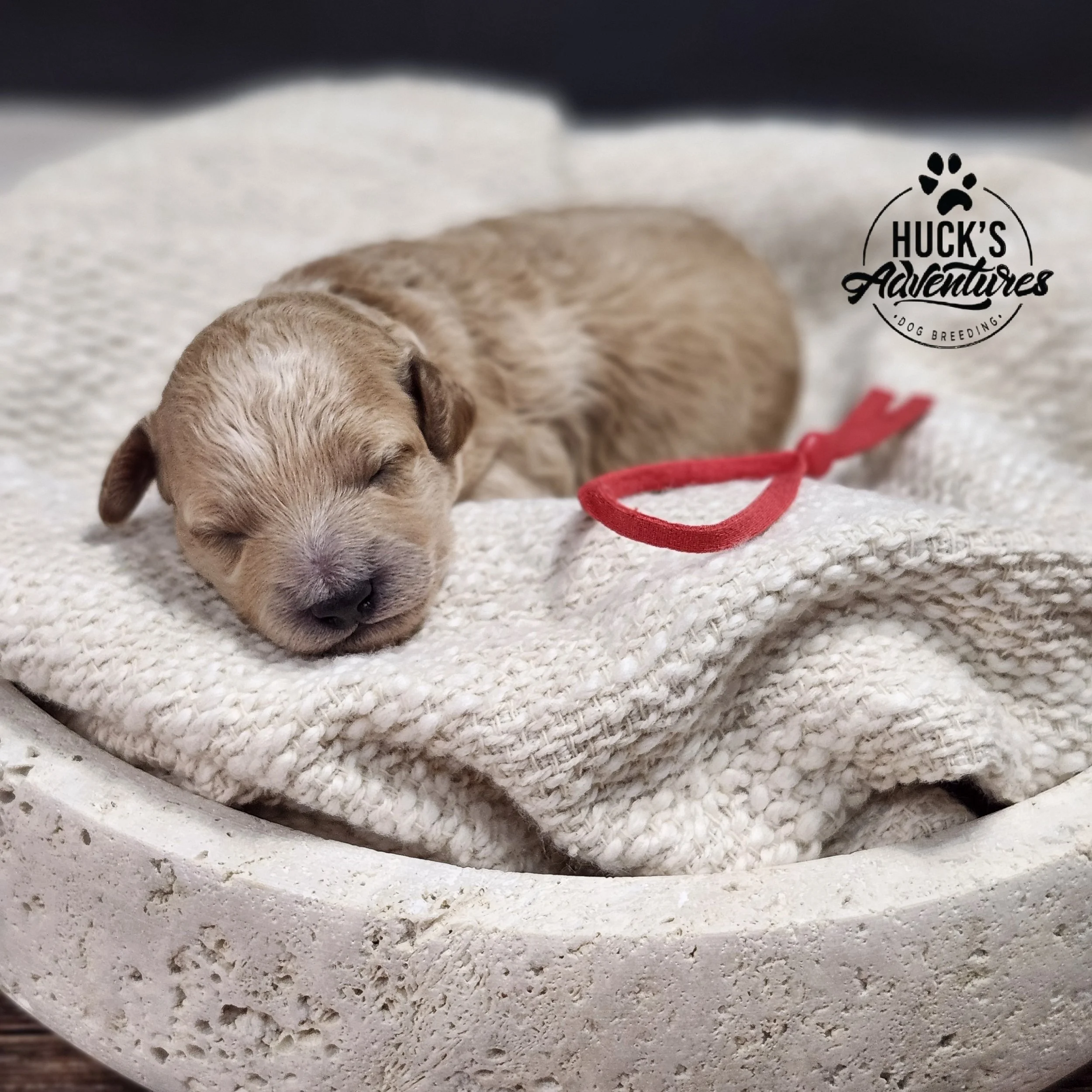 RESERVED ~Red Collar Boy~ Huck's Adventures Abe