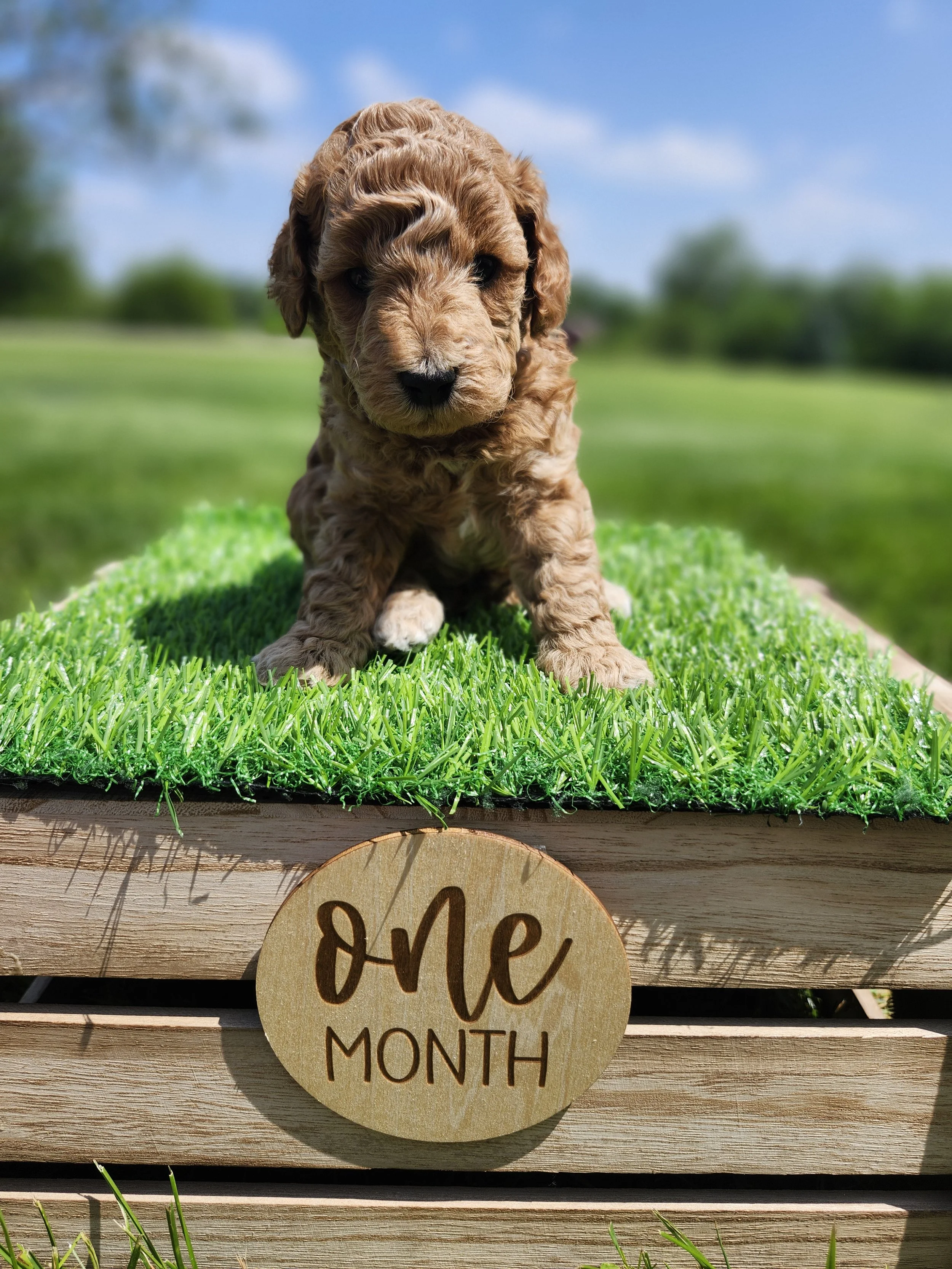 Gray Collar Boy ~ Huck's Adventures Justice 4 weeks