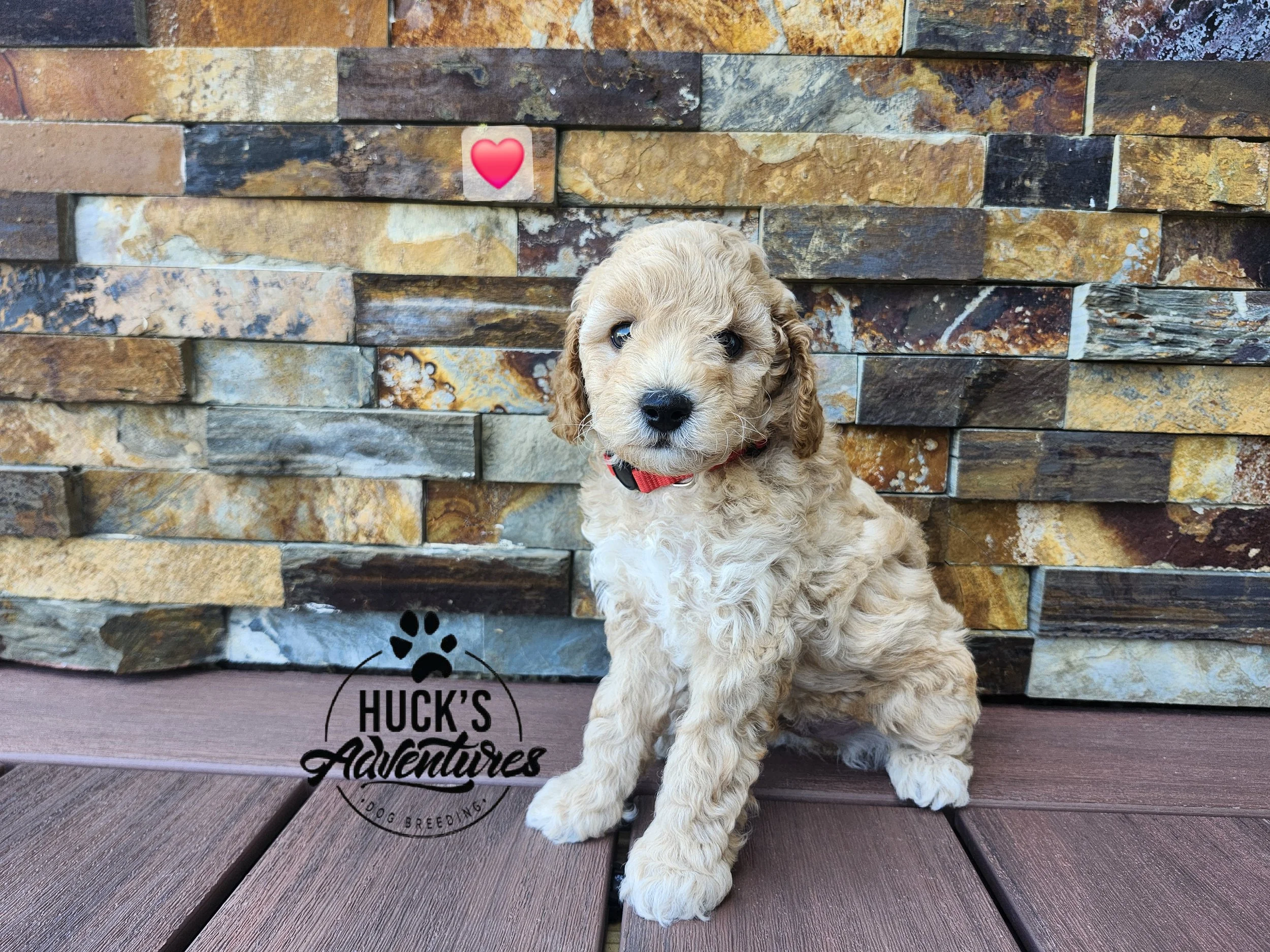 RESERVED ~Red Collar Boy~ Huck's Adventures Abe ~ 6 weeks