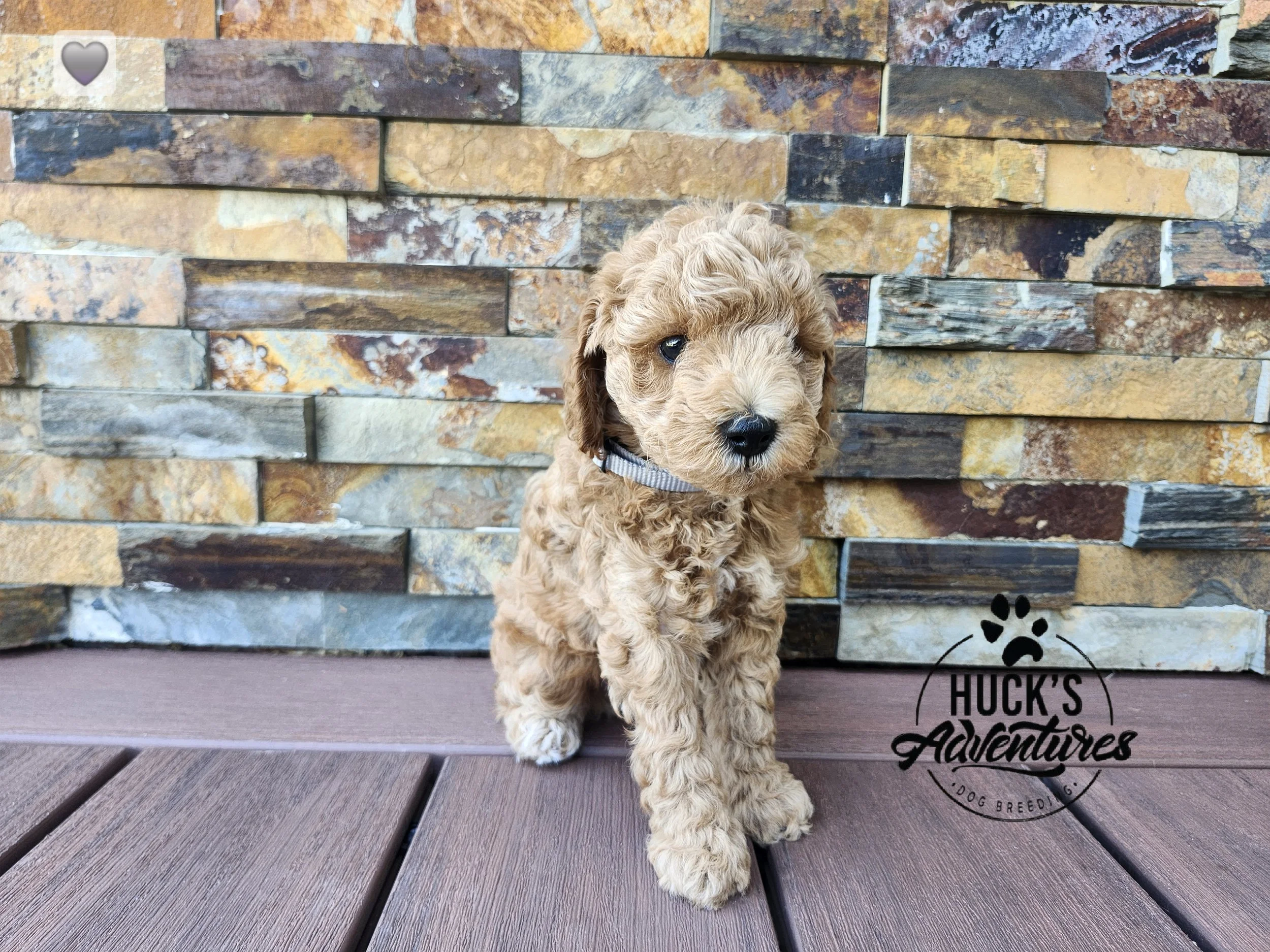 Gray Collar Boy ~ Huck's Adventures Justice 6 weeks