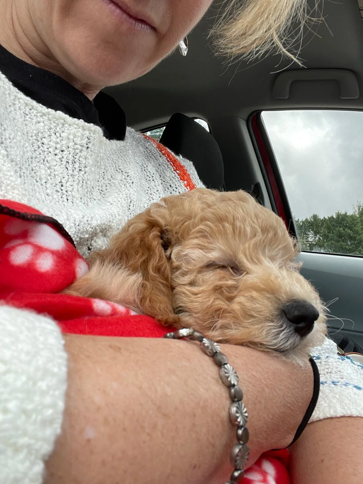 This is Red Collar (Huck's Adventures Abe) from The Patriot Litter. His new name is Huck's Adventures Biscuit. We could have not asked for a better family for him