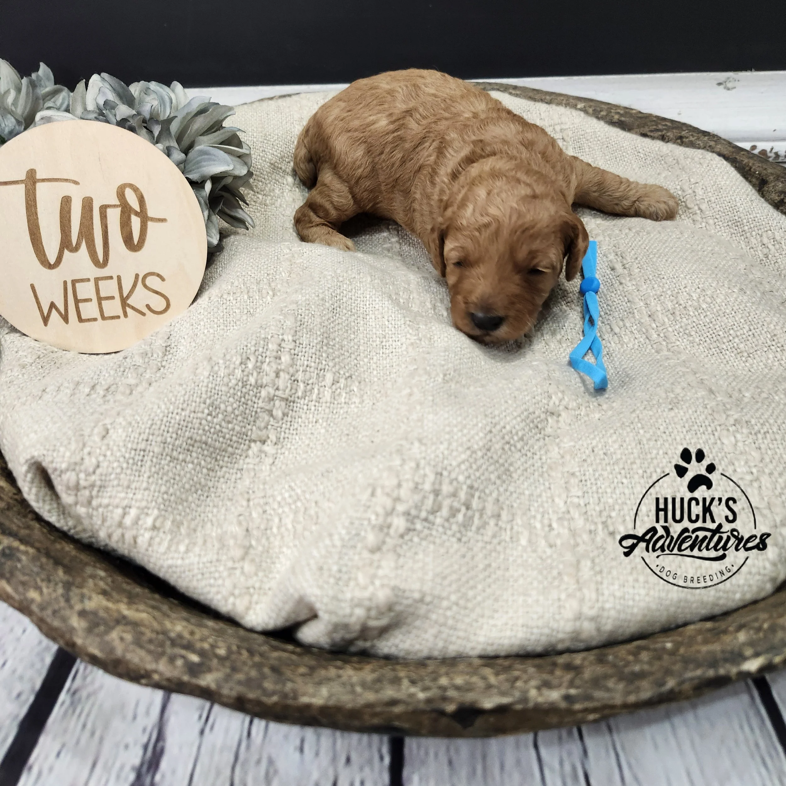 Blue Collar Boy ~ Huck's Adventures Lincoln 2 weeks
