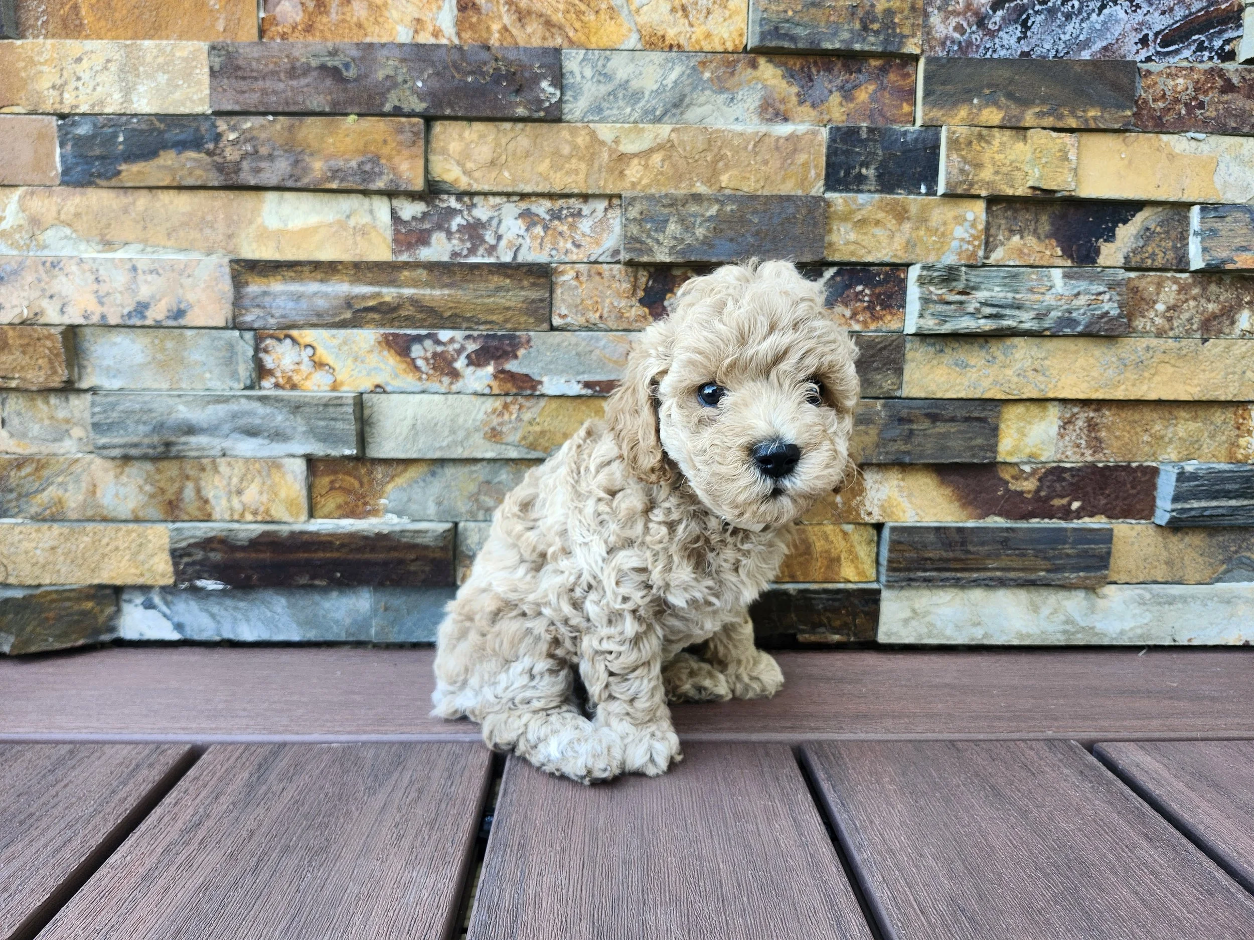 White Collar Girl ~ Huck's Adventures Belle ~ 6 Weeks