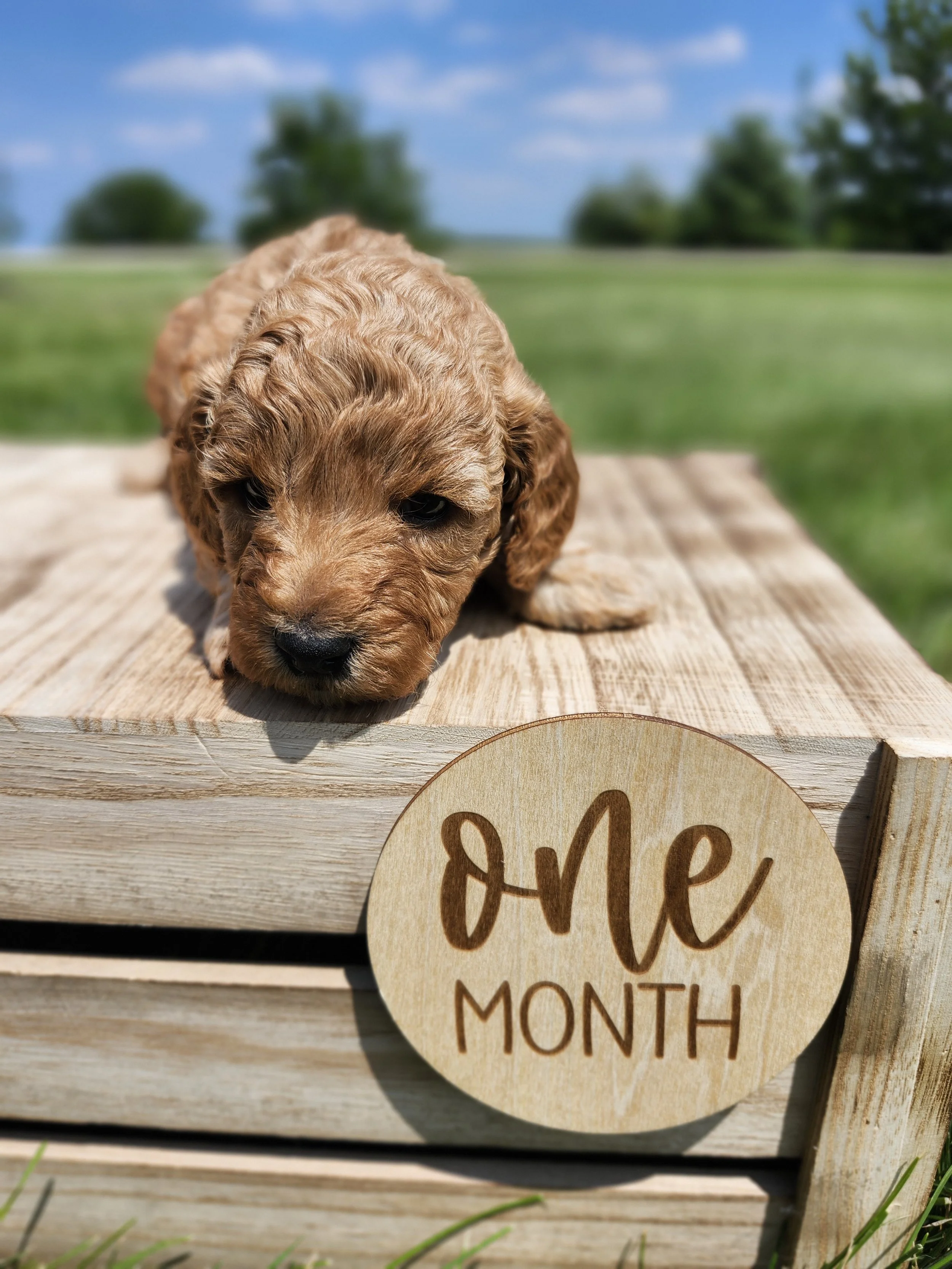 Blue Collar Boy ~ Huck's Adventures Lincoln 4 weeks
