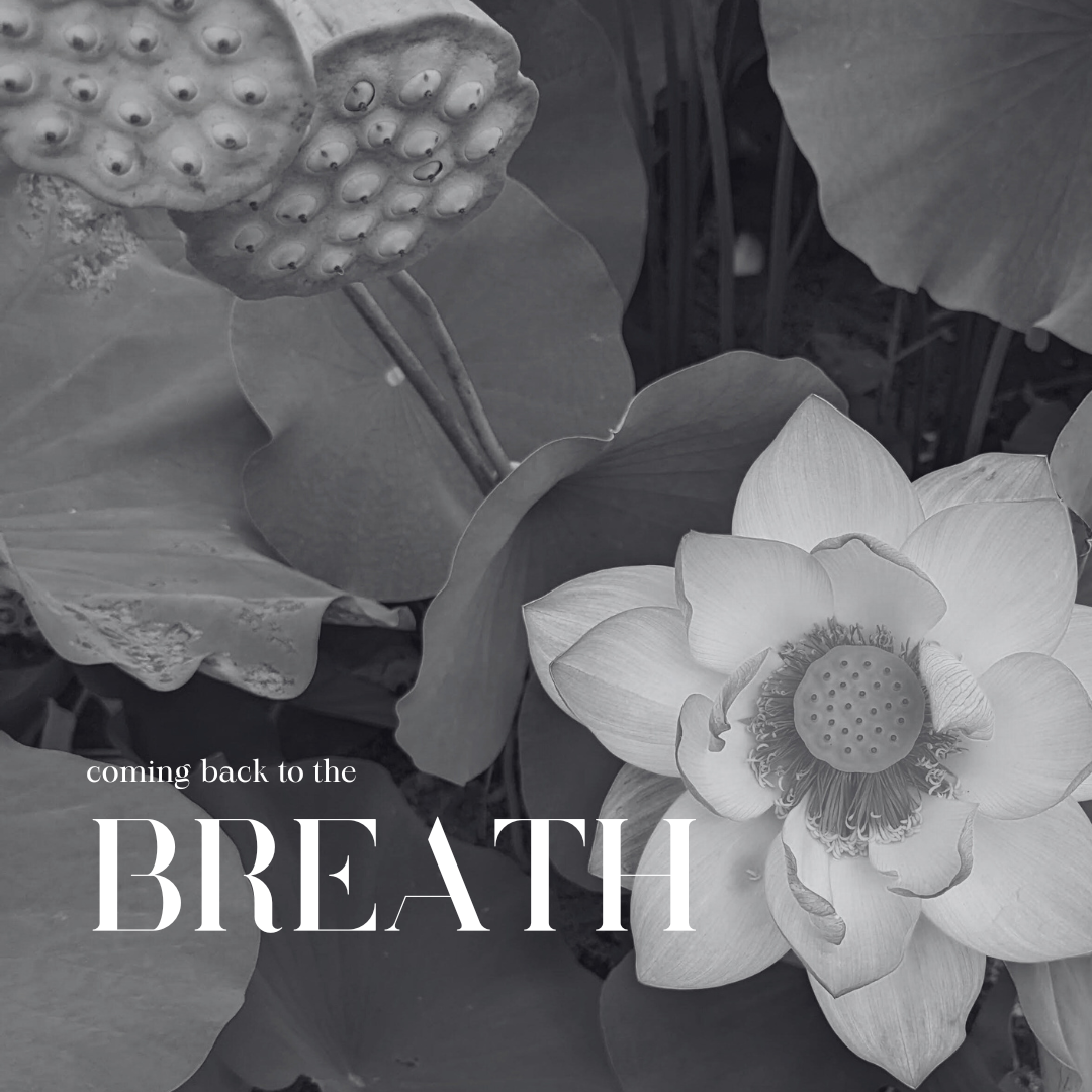 COMING BACK TO THE BREATH.