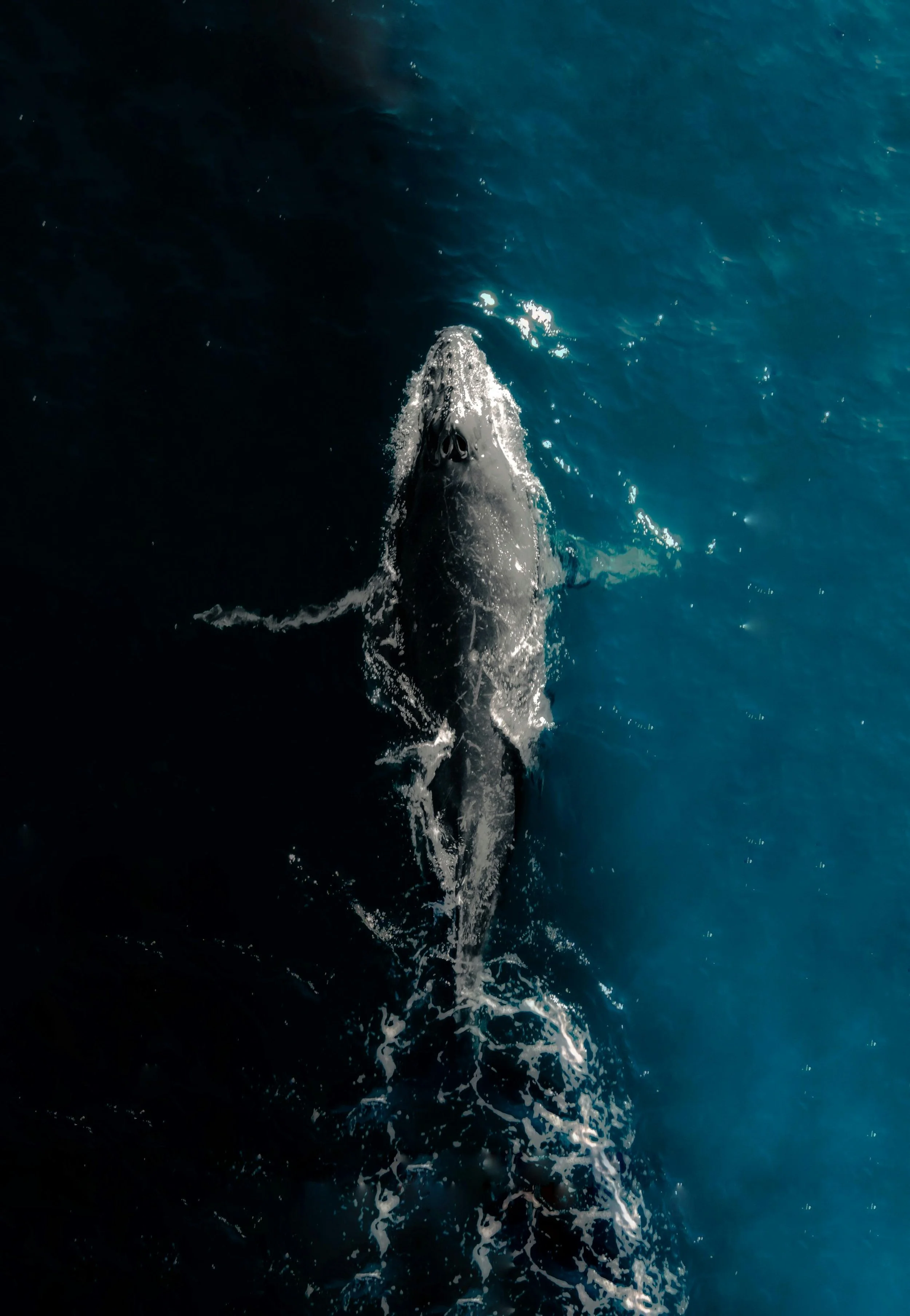 A whale surfacing in dark blue ocean water, with part of its body visible above the waterline.