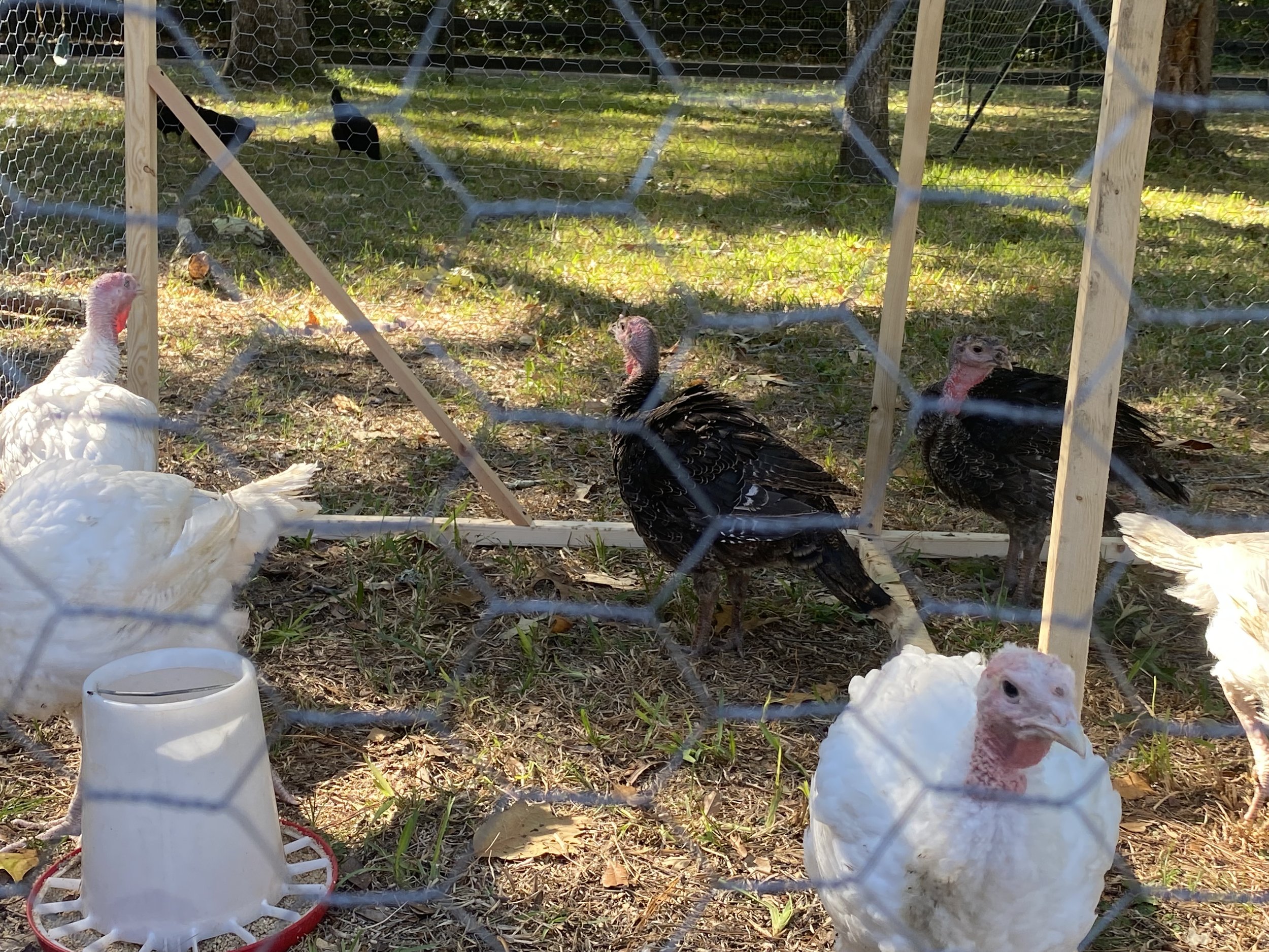 Happy Turkeys.jpg