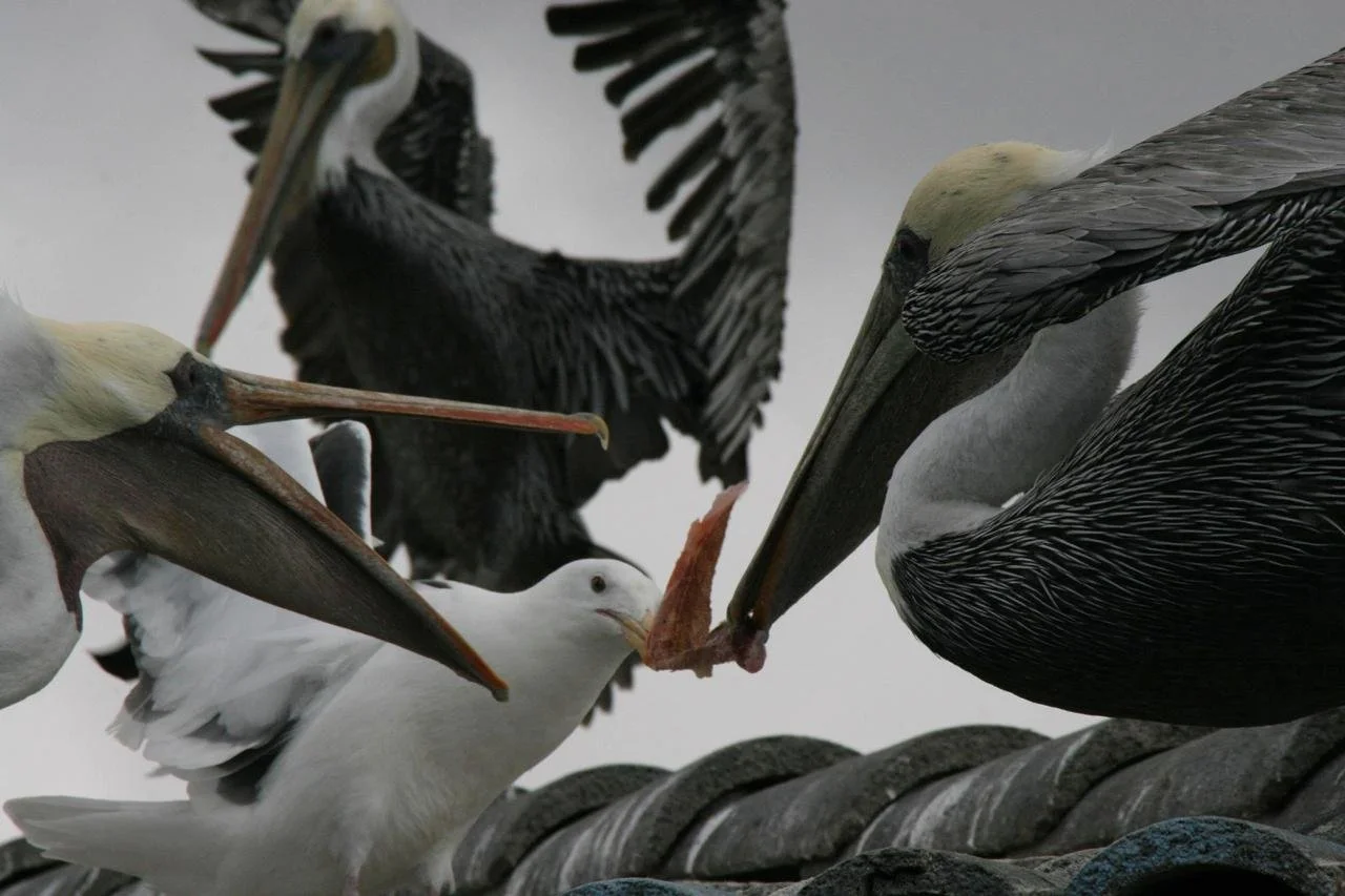 birds1.jpeg