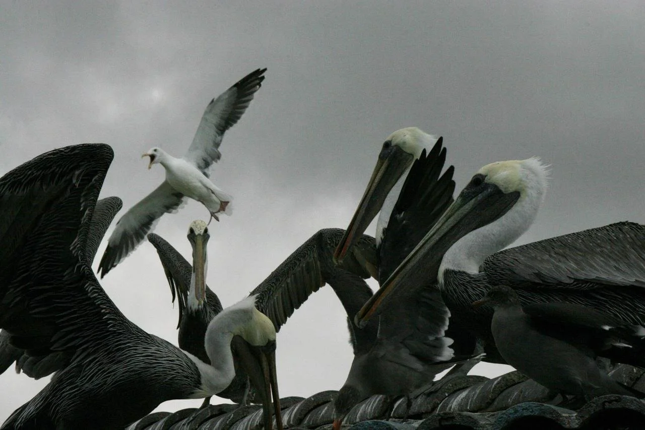 birds3.jpeg