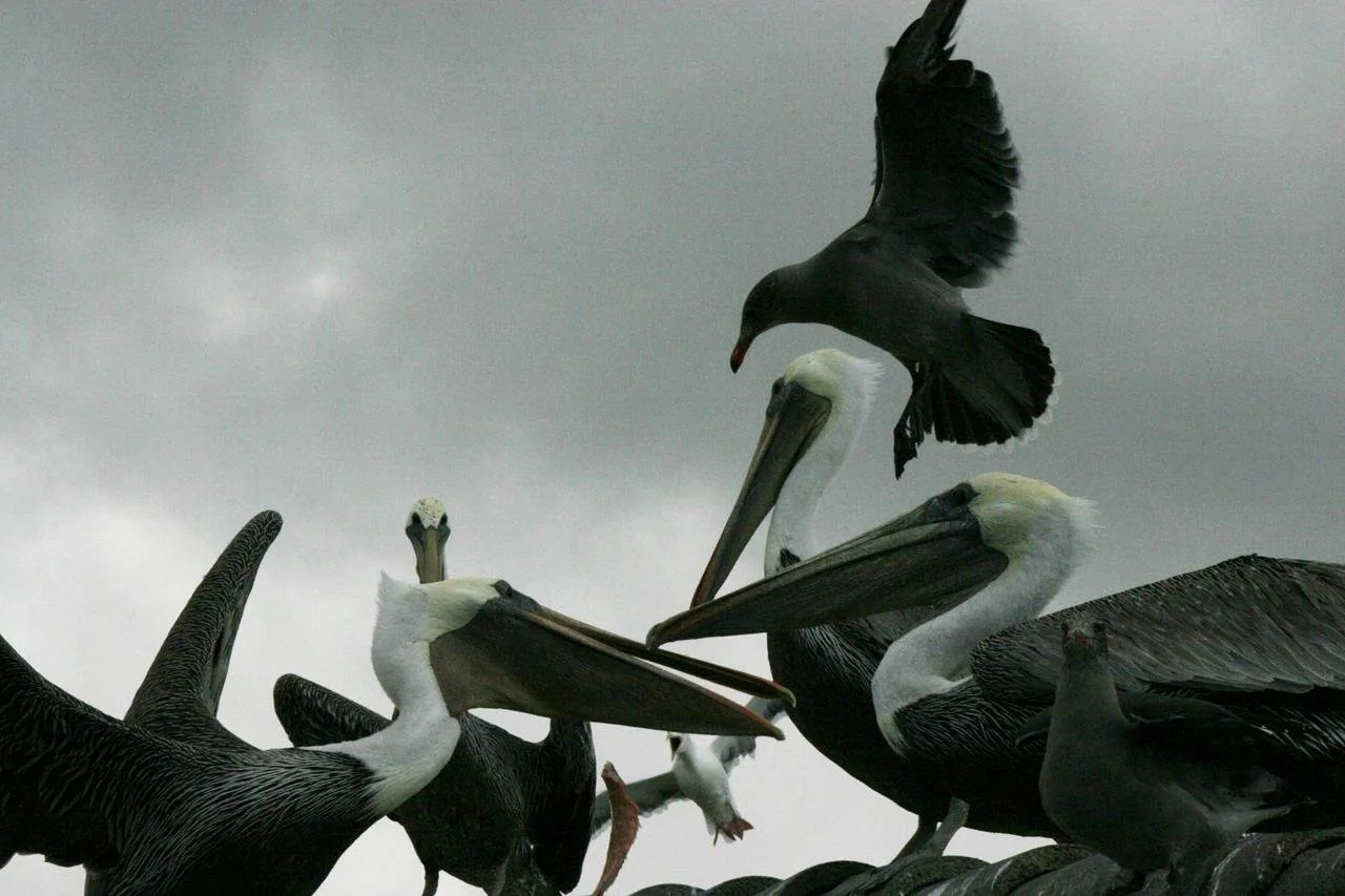 birds2.jpeg