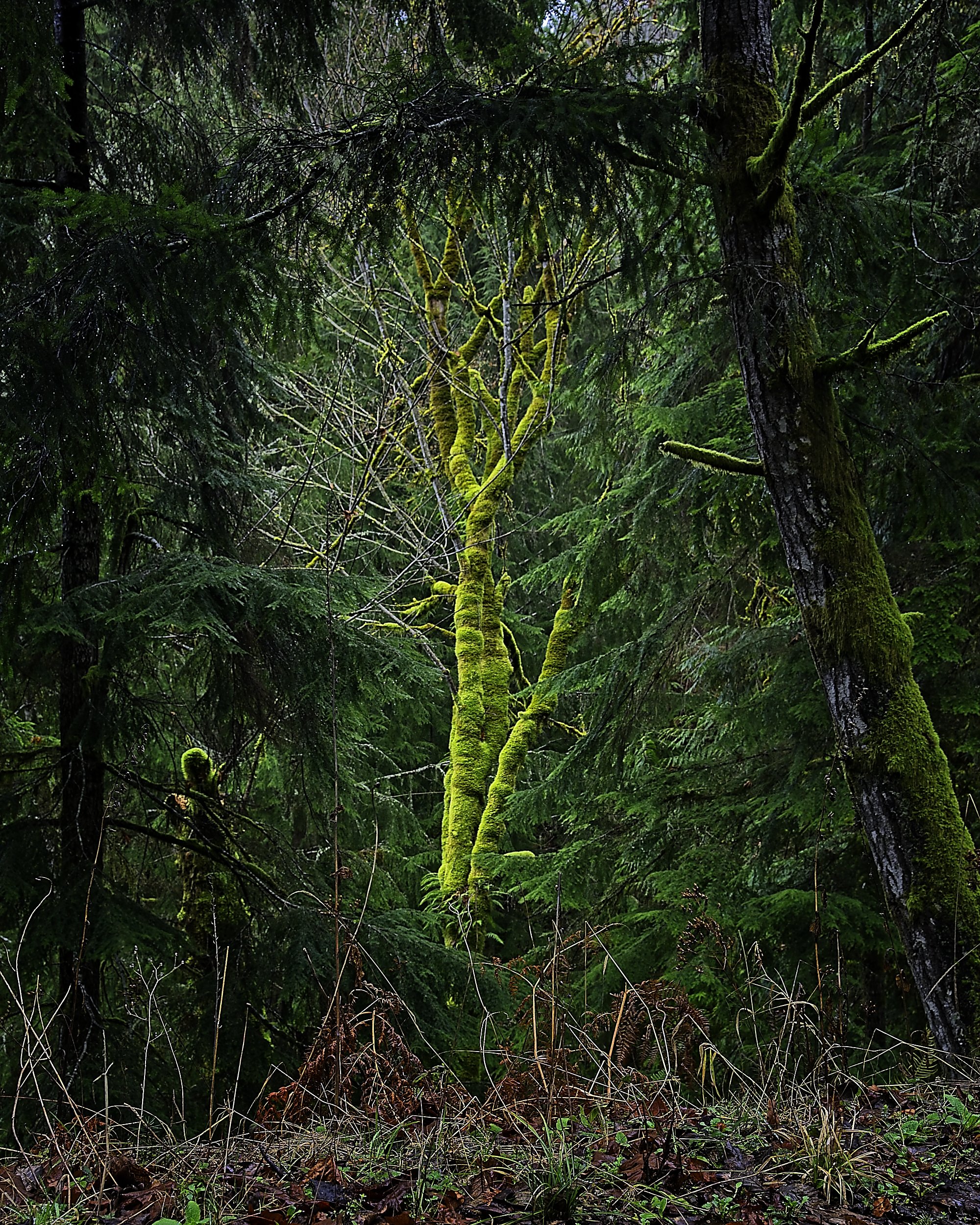 Iridescent Tree_7100.jpg