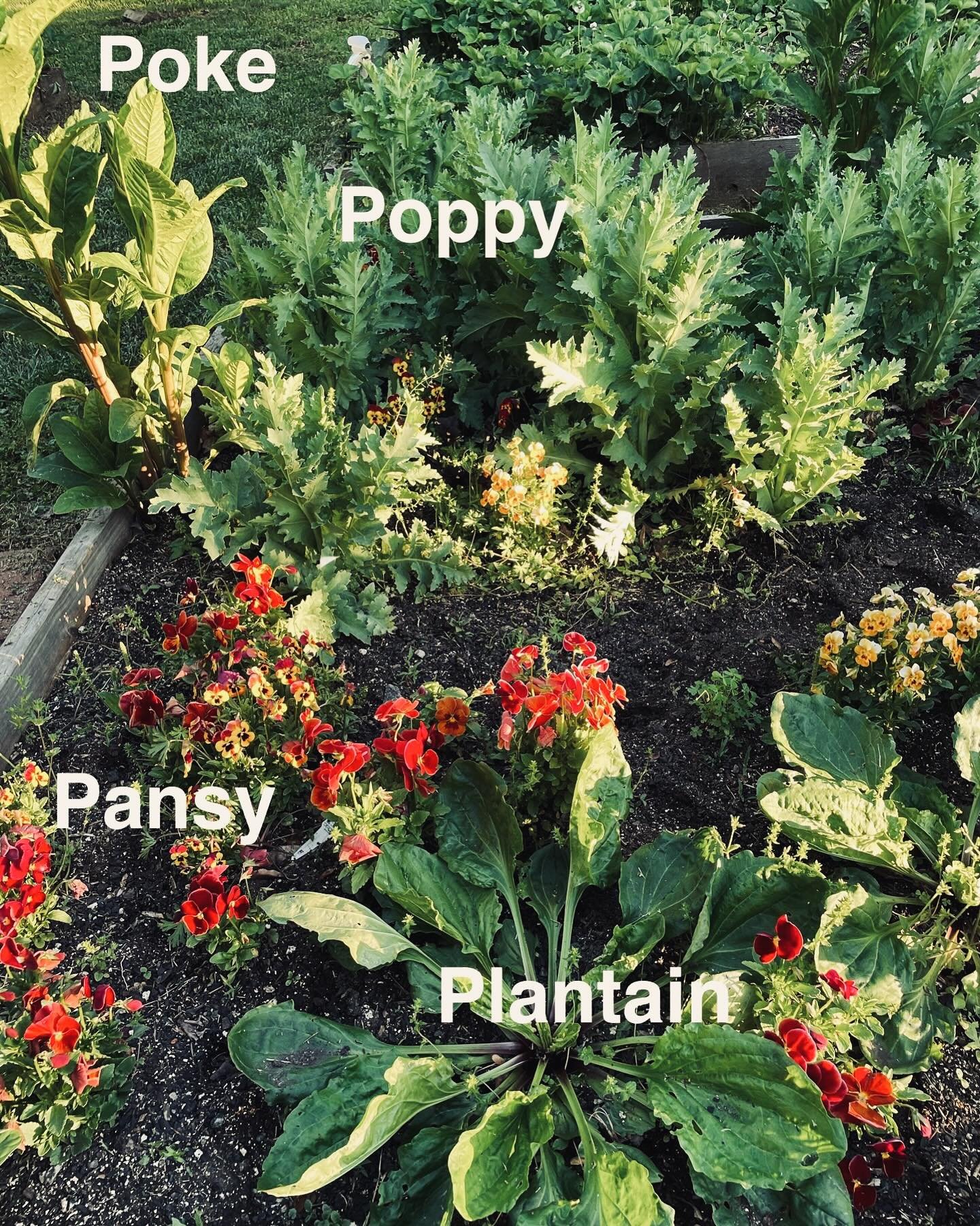 🌿 Embracing the beauty of weeds in my garden! 🌿 Who says they have to be unwanted? Just look at this stunning giant plantain next to reseeded poppies and my wedding pansies, creating a unique and vibrant mix of flora. And that tall poke in the corn