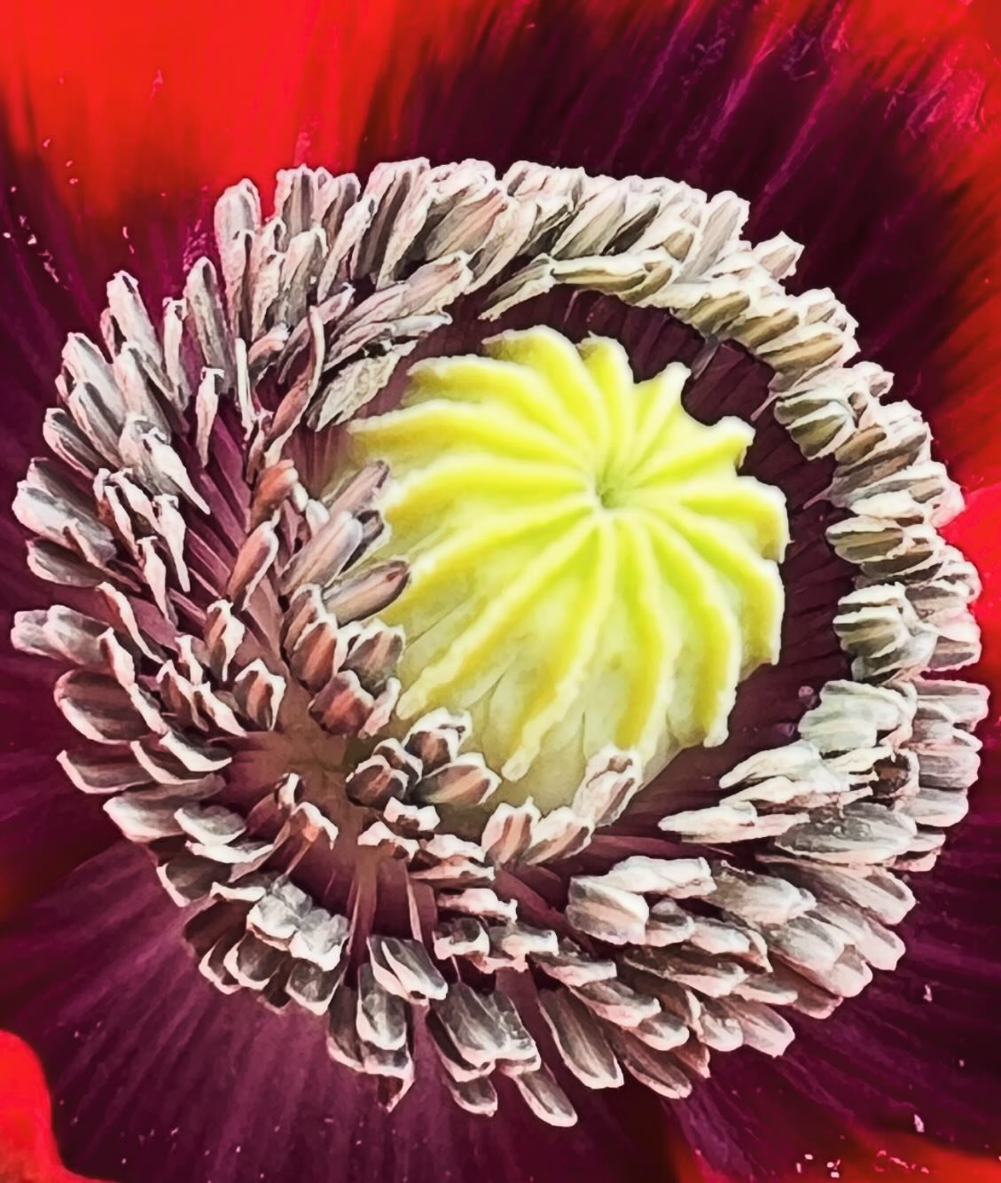 Poppy Perfection on The PonderLand. #poppiesofinstagram  #poppy #redpoppy #flower #flowerphotography #flowergarden