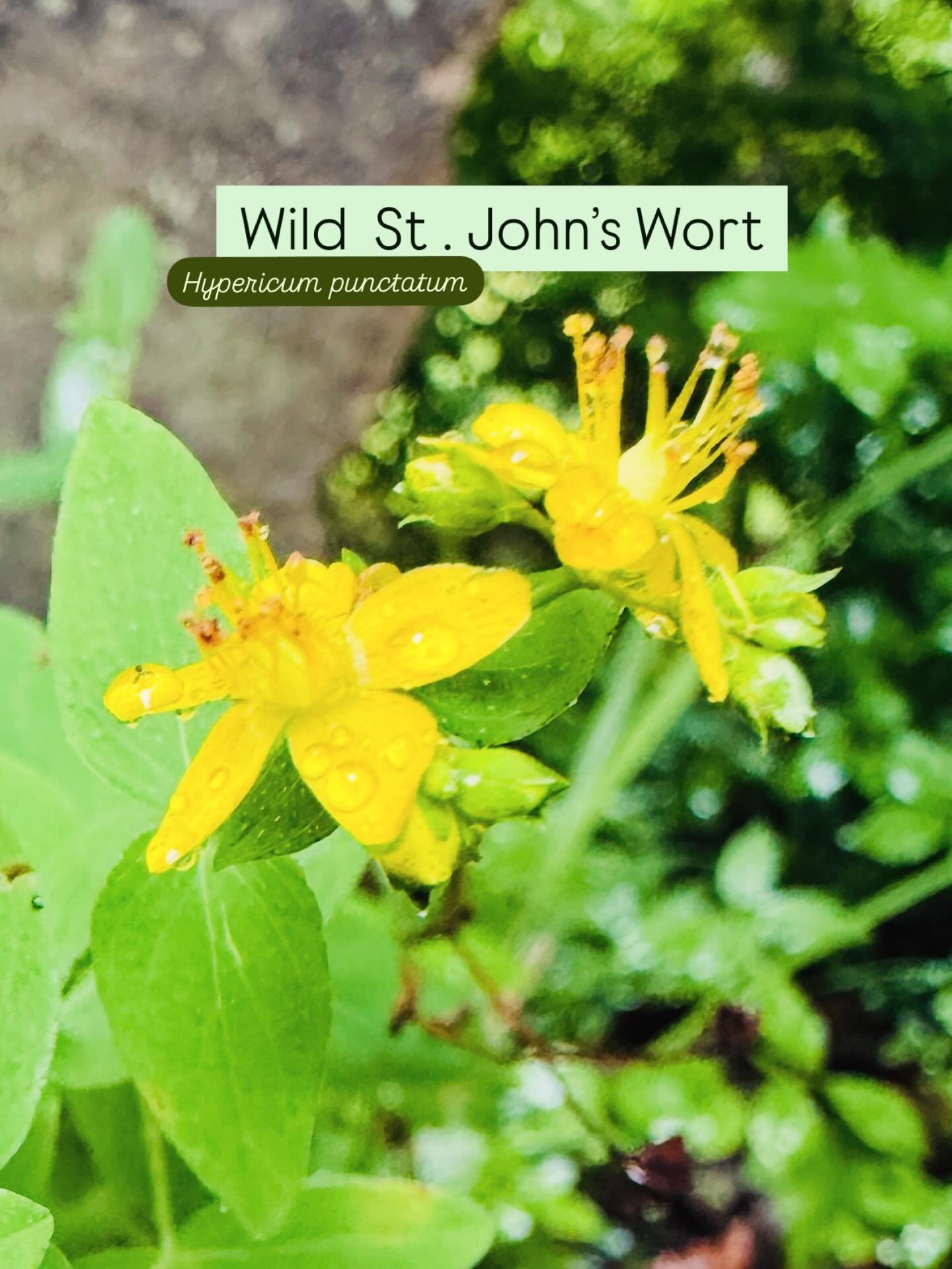 Spotted: native St. John&rsquo;s wort (Hypericum punctatum) glowing golden in the sanctuary at PonderLand. The species name punctatum means &ldquo;dotted,&rdquo; and if you look closely, you&rsquo;ll see tiny dots along the petals. This luminous bloo
