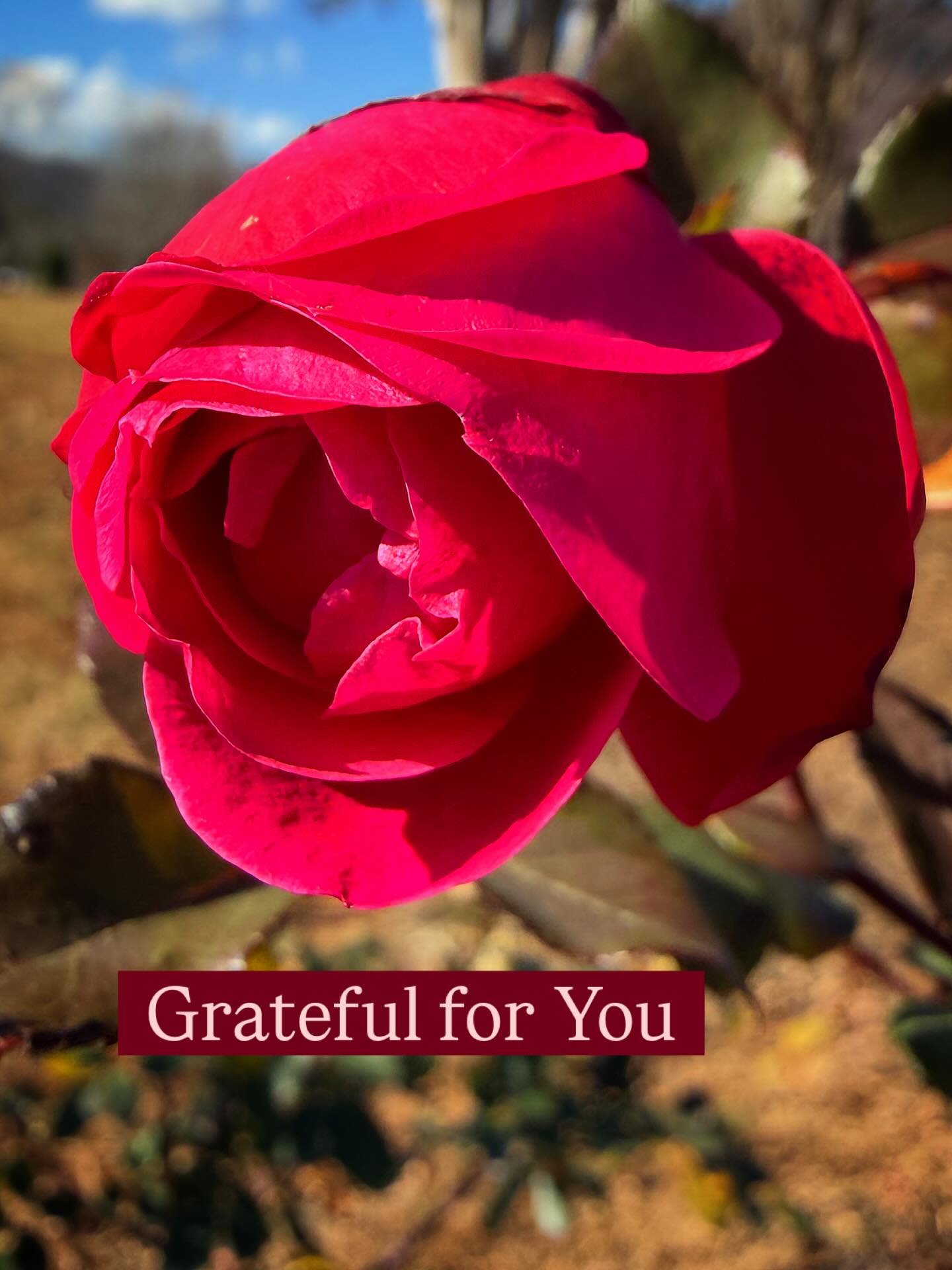 Sharing a rose from my garden today&hellip; a reminder to breathe, soften, and let beauty do its quiet work. Grateful for each of you. 🌹#novemberrose 
#grateful 
#latebloomer 
#rosemedicine 
#slowliving