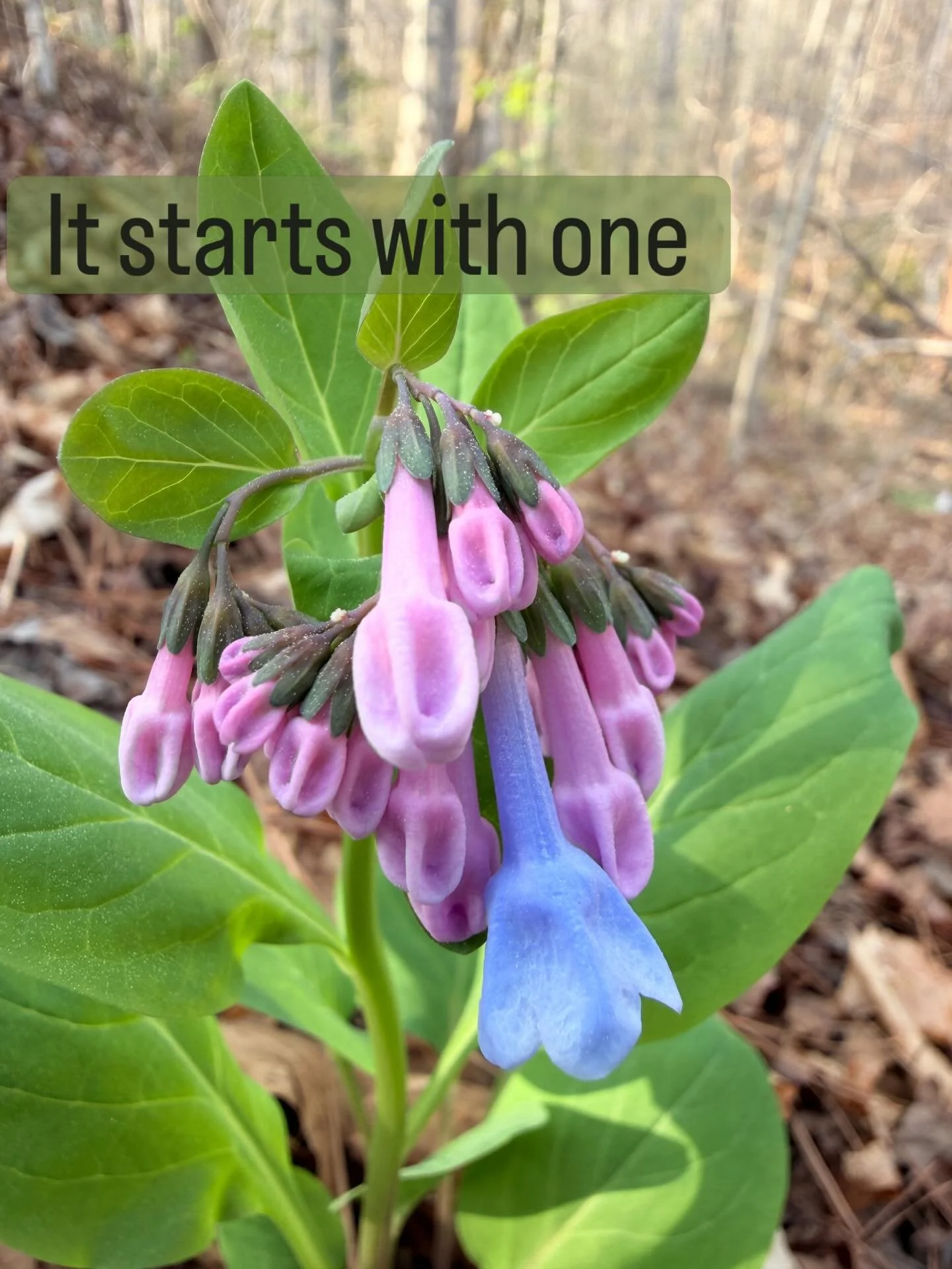 The first Virginia bluebell has opened, while the rest linger in pink, not quite ready. Spring, arriving one note at a time. Bluebells are a native plant here on PonderLand.

#virginiabluebells
#nativeplants
#springephemeral
#woodlandwildflowers
#blu